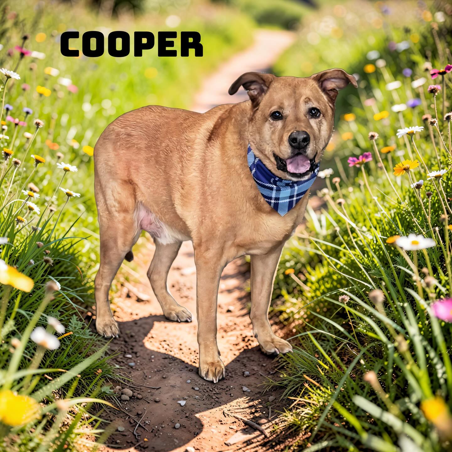 Street Paws of Huntley Huntley