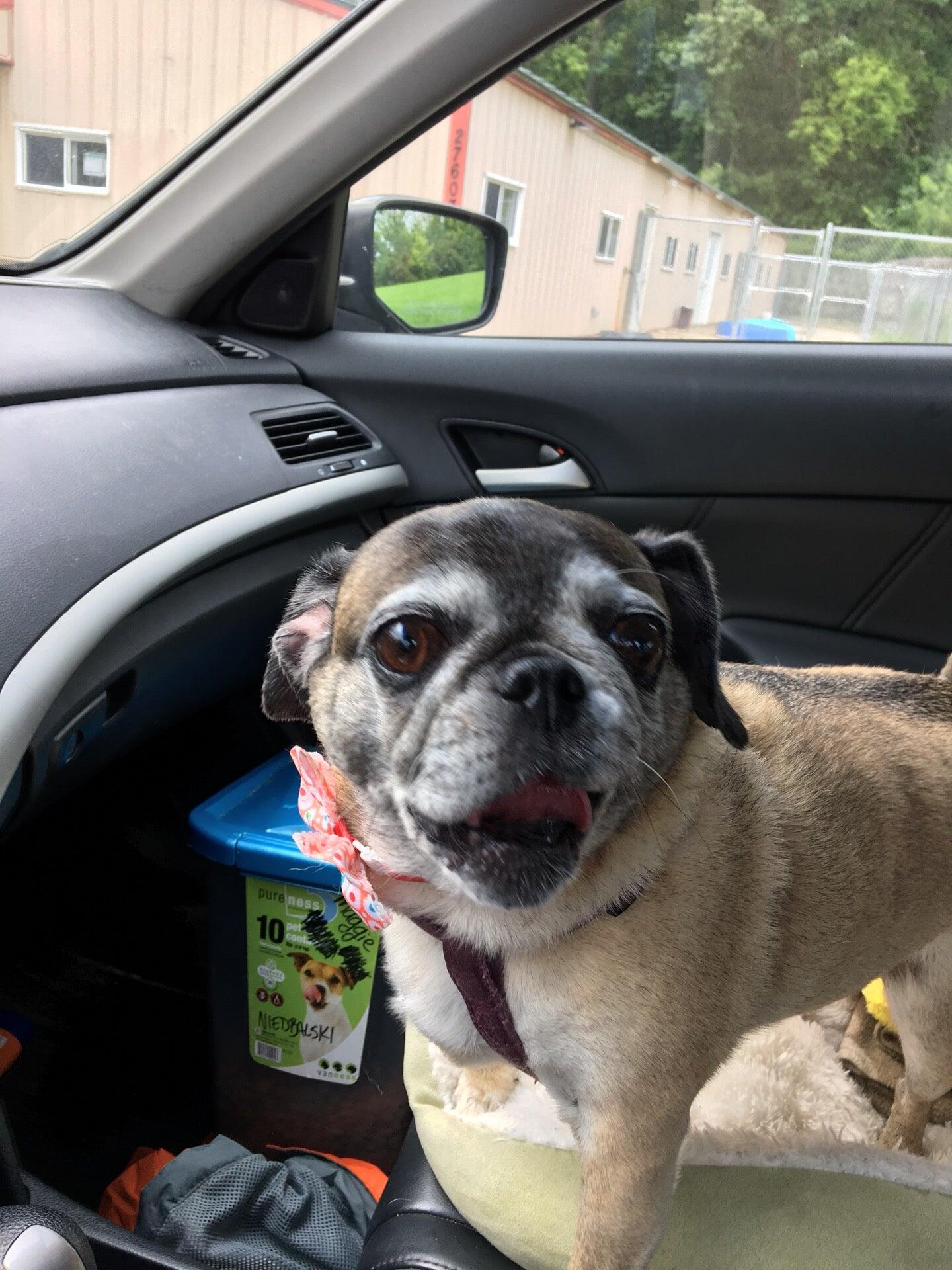 Bark 'N' Town Pet Resort and Day Spa Ingleside