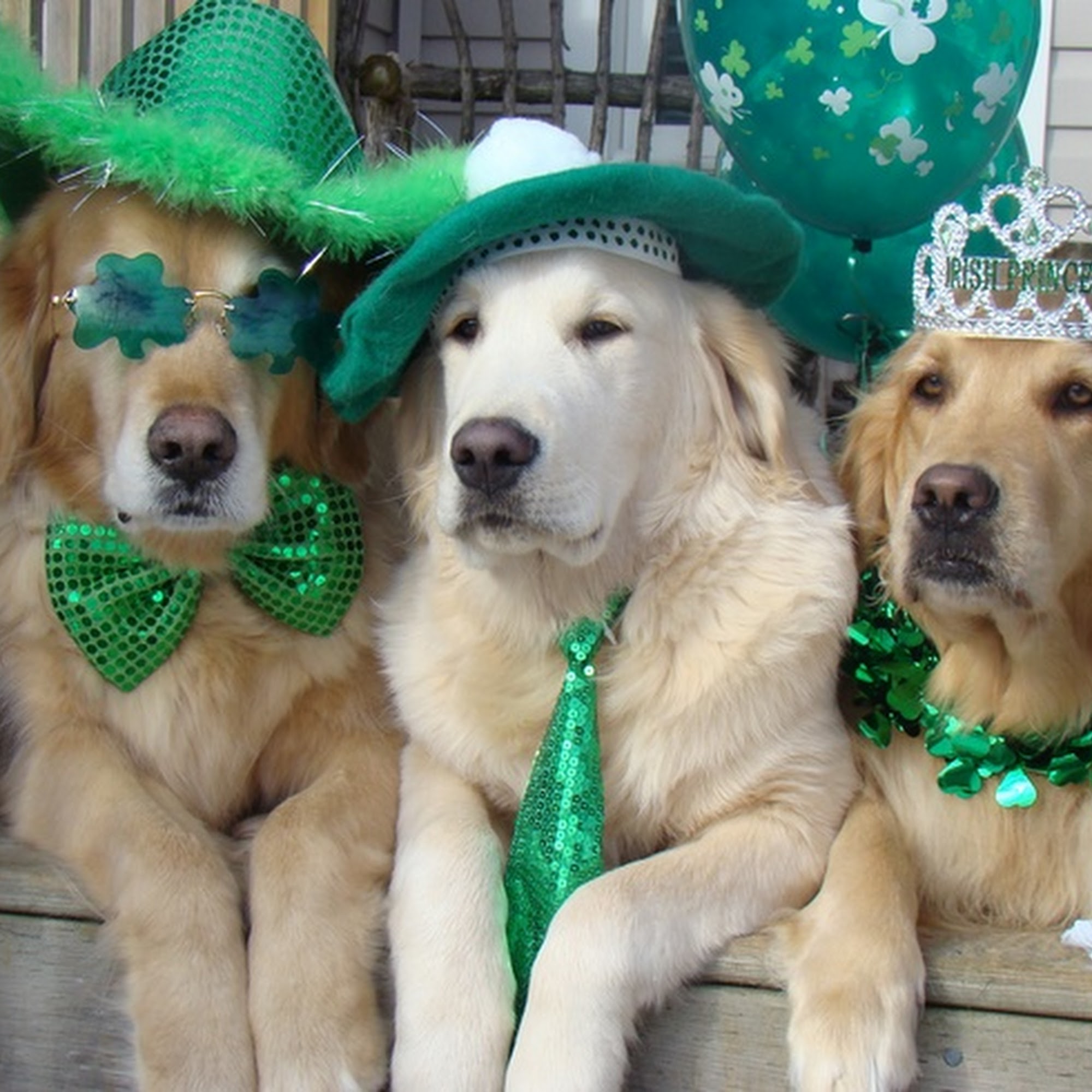 Island Lake Veterinary Clinic Island Lake