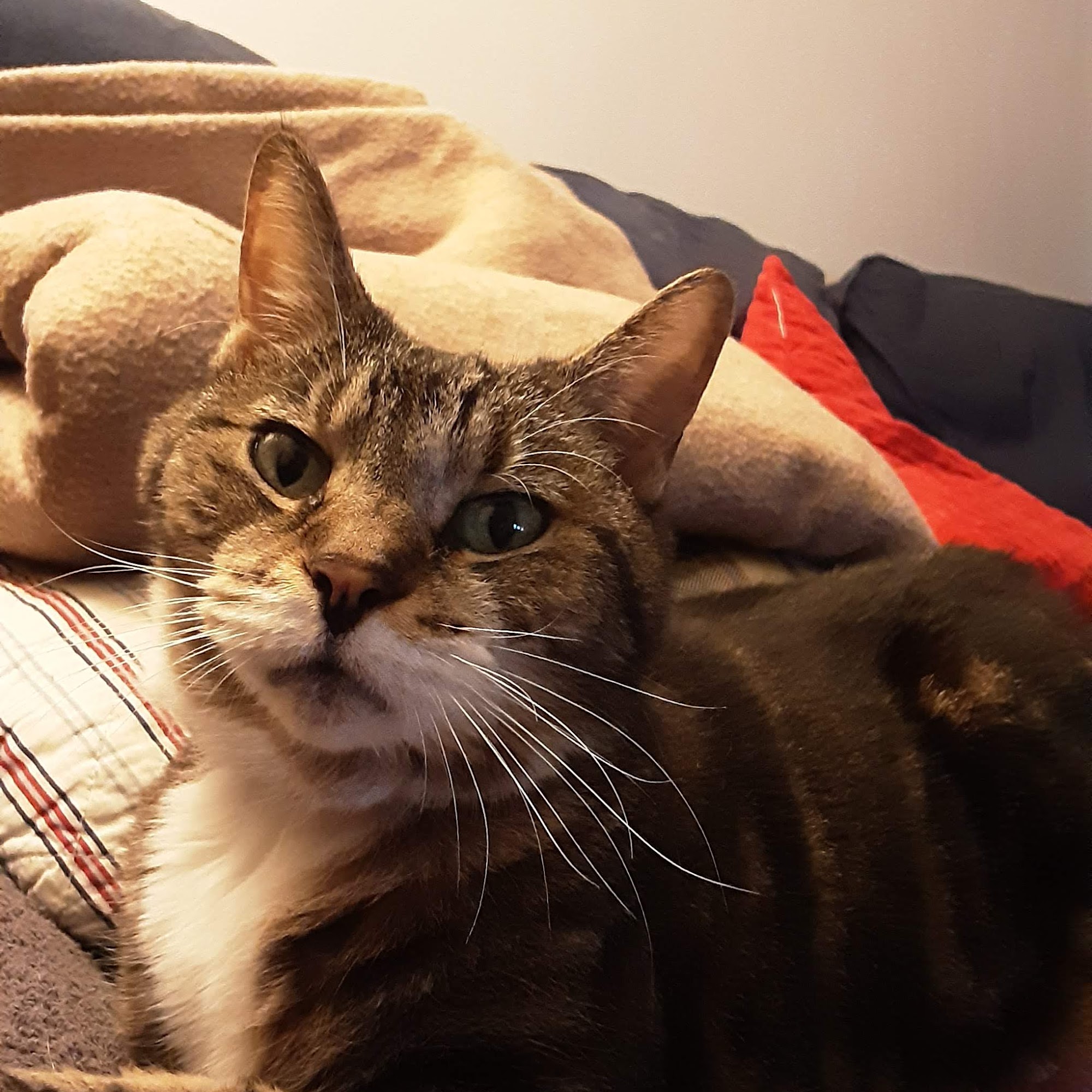 Animal Medical Center of Itasca Itasca