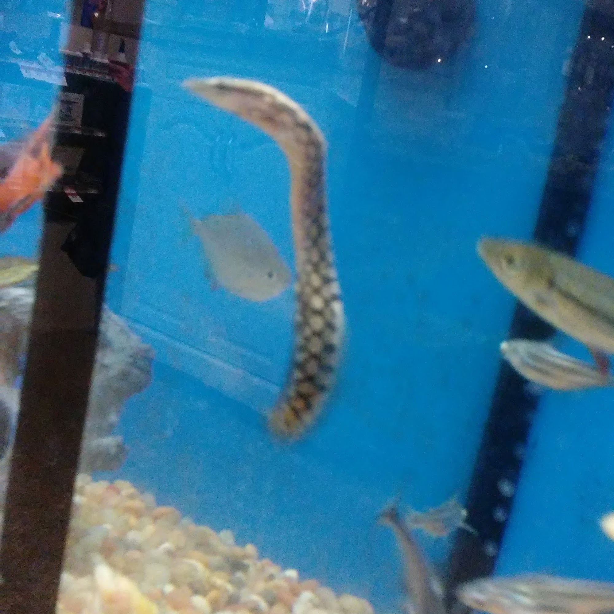 Pet Supplies Plus Jacksonville Jacksonville