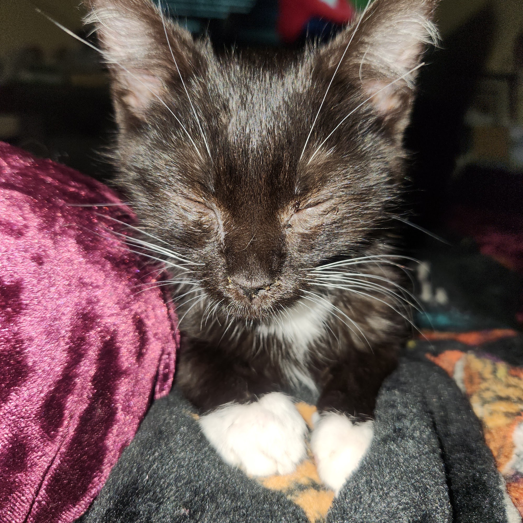 Cass Veterinary Services Jacksonville