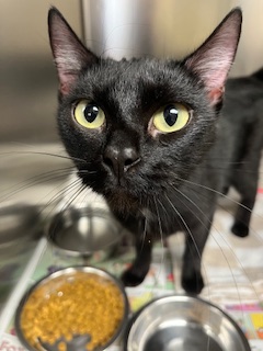 Cass Veterinary Services Jacksonville