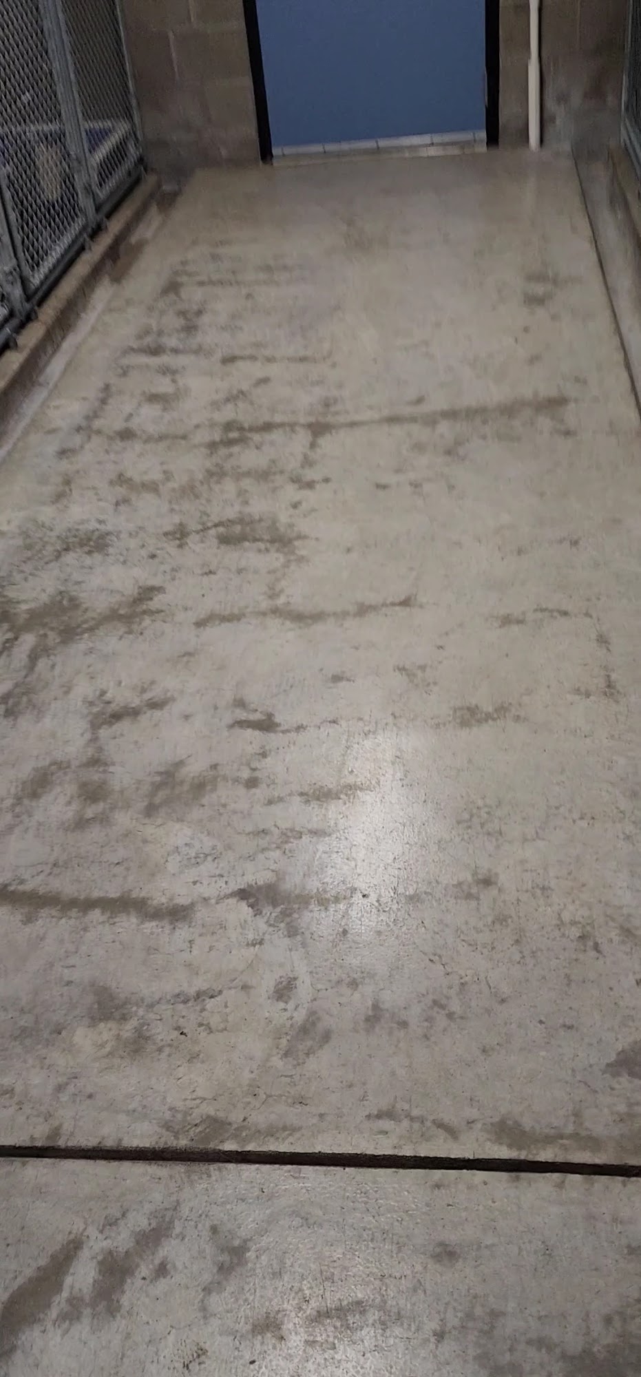 CANINE CAMP Jacksonville