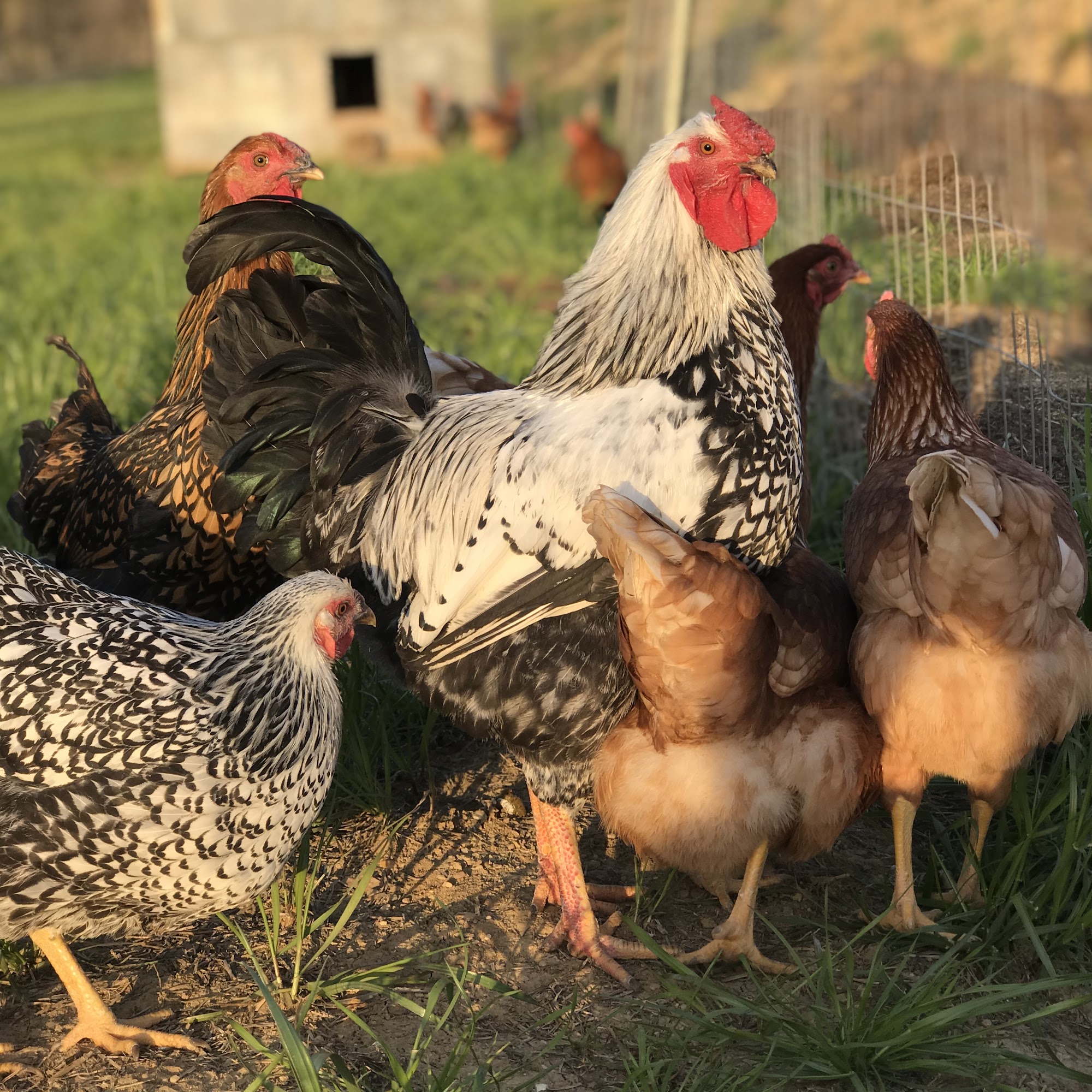 Bland Family Farm Jacksonville