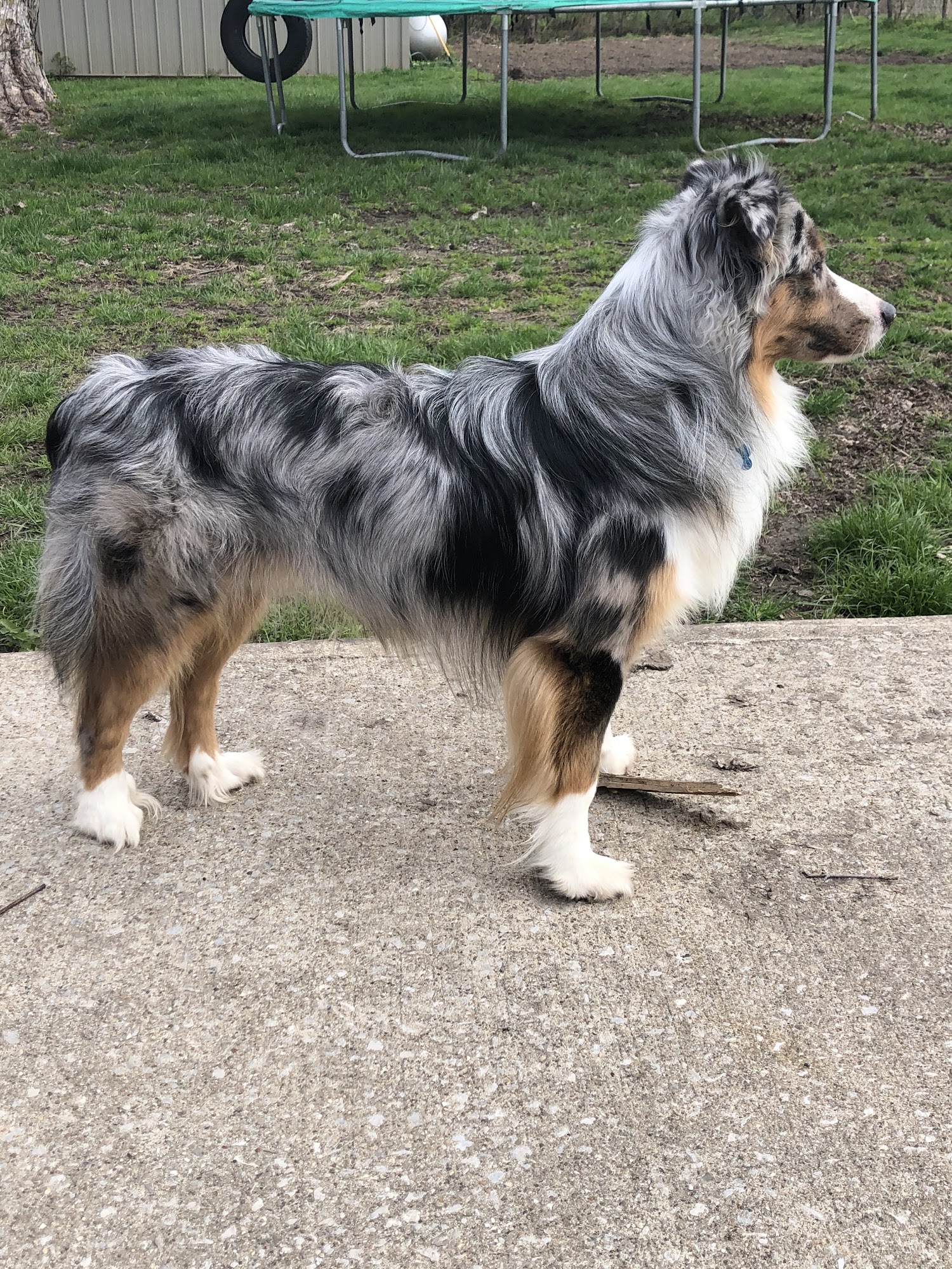 Eardley Acre Miniature American & Australian Shepherds 23368 McClusky Rd, Jerseyville Illinois 62052