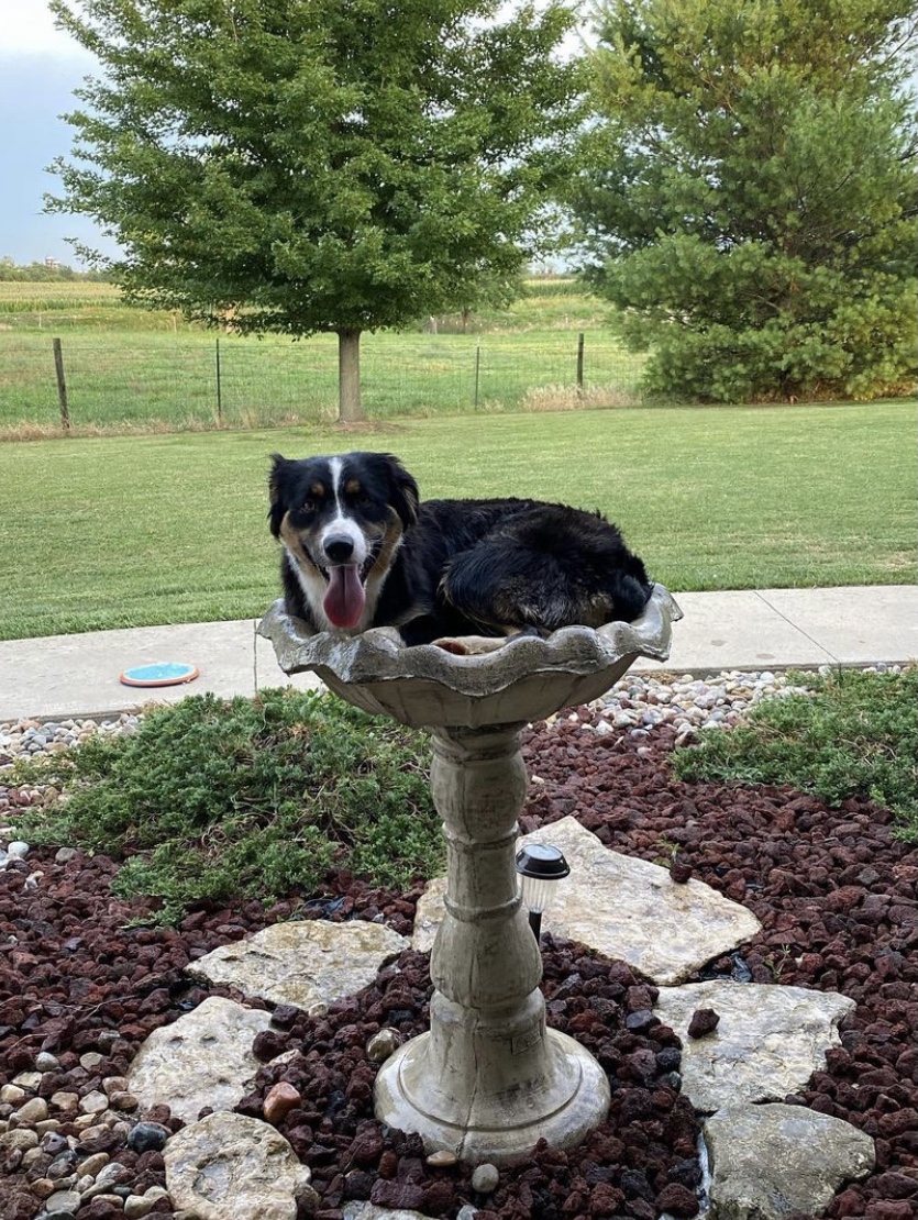 Eardley Acre Miniature American & Australian Shepherds Jerseyville