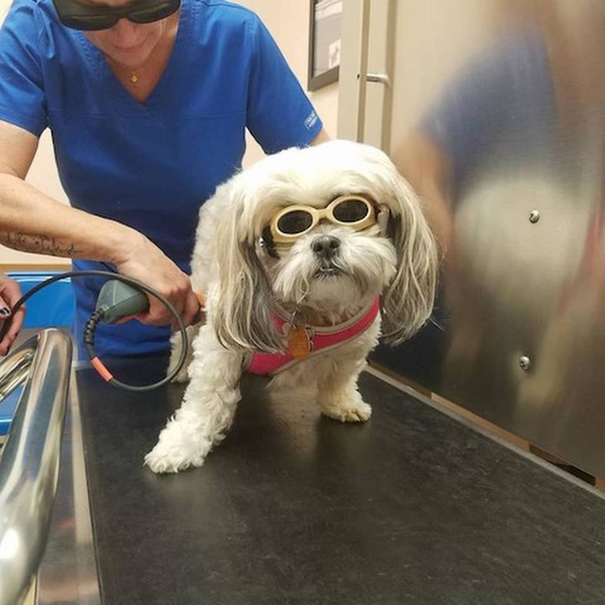 Essington Road Animal Hospital Joliet