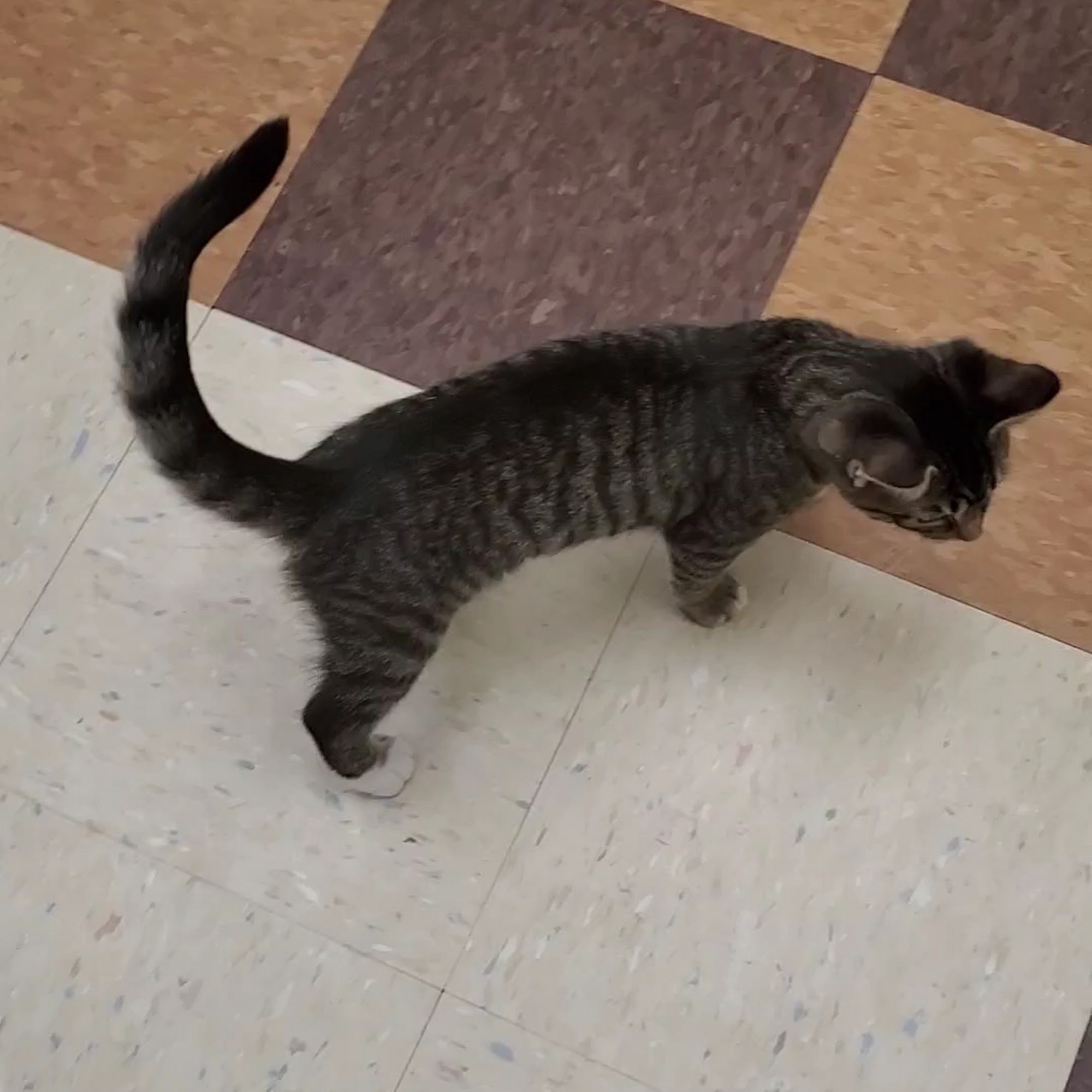 Joliet Township Animal Control Joliet