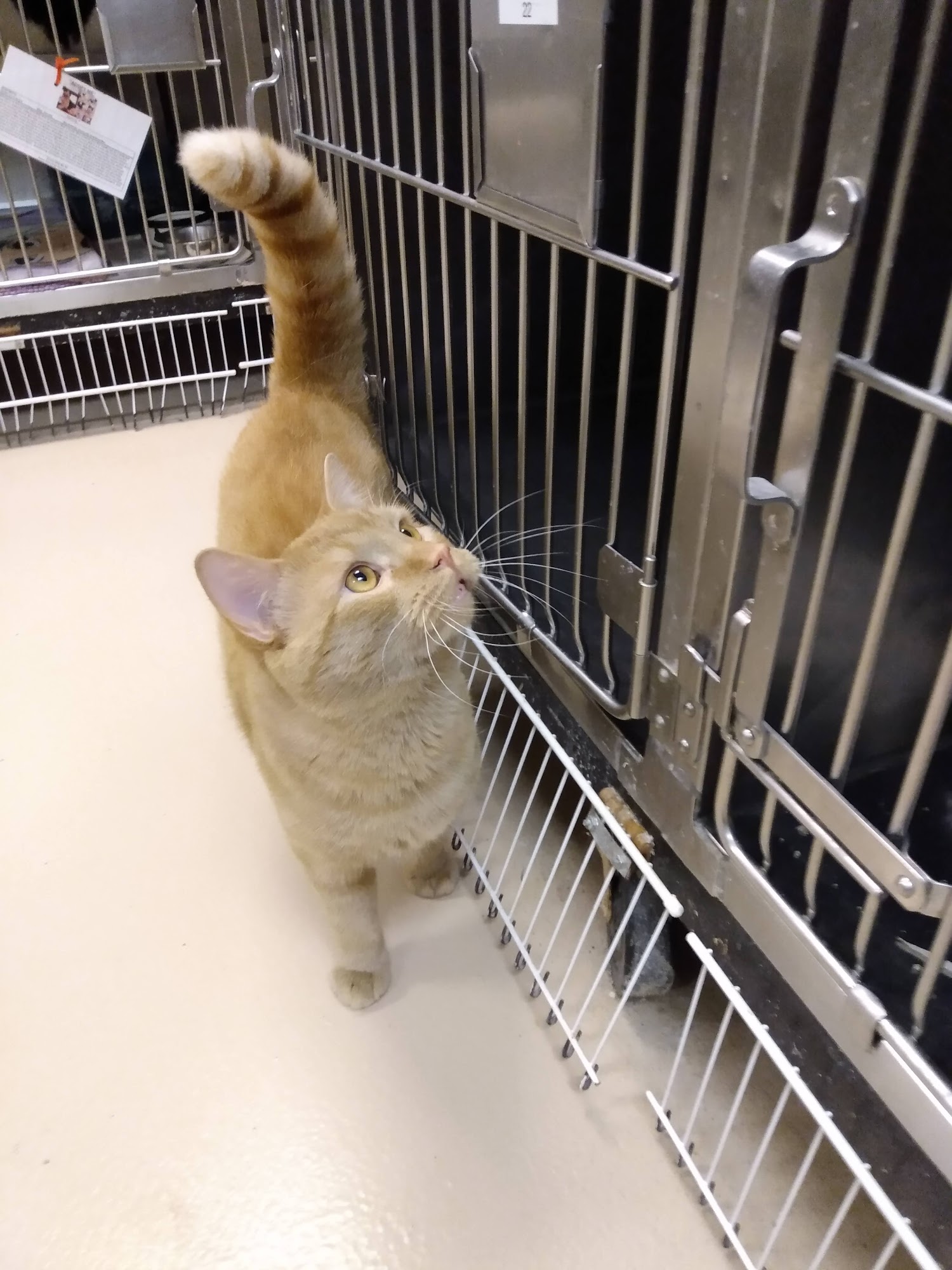 Joliet Township Animal Control Joliet