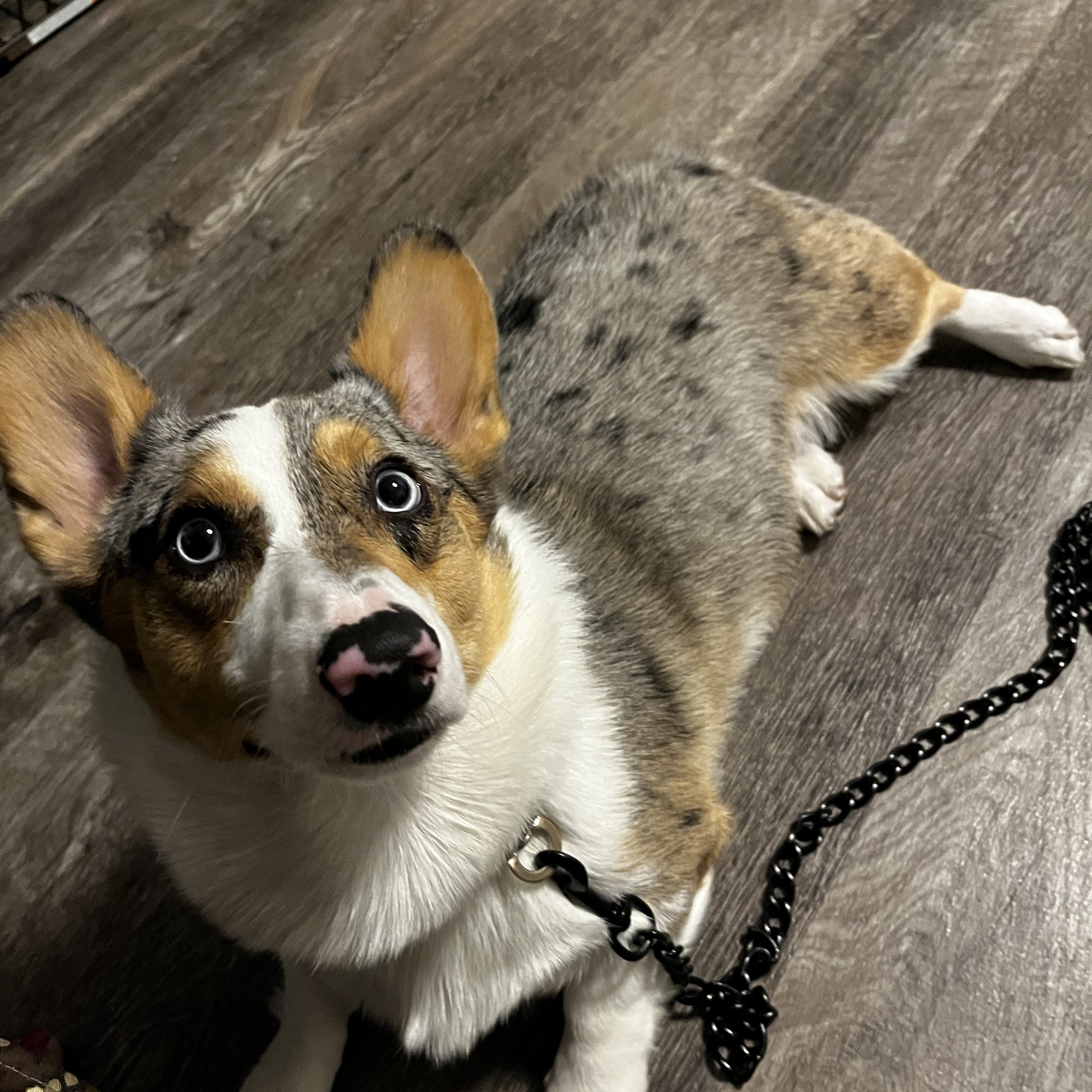 Sarah's Dog & Cat Grooming Joliet