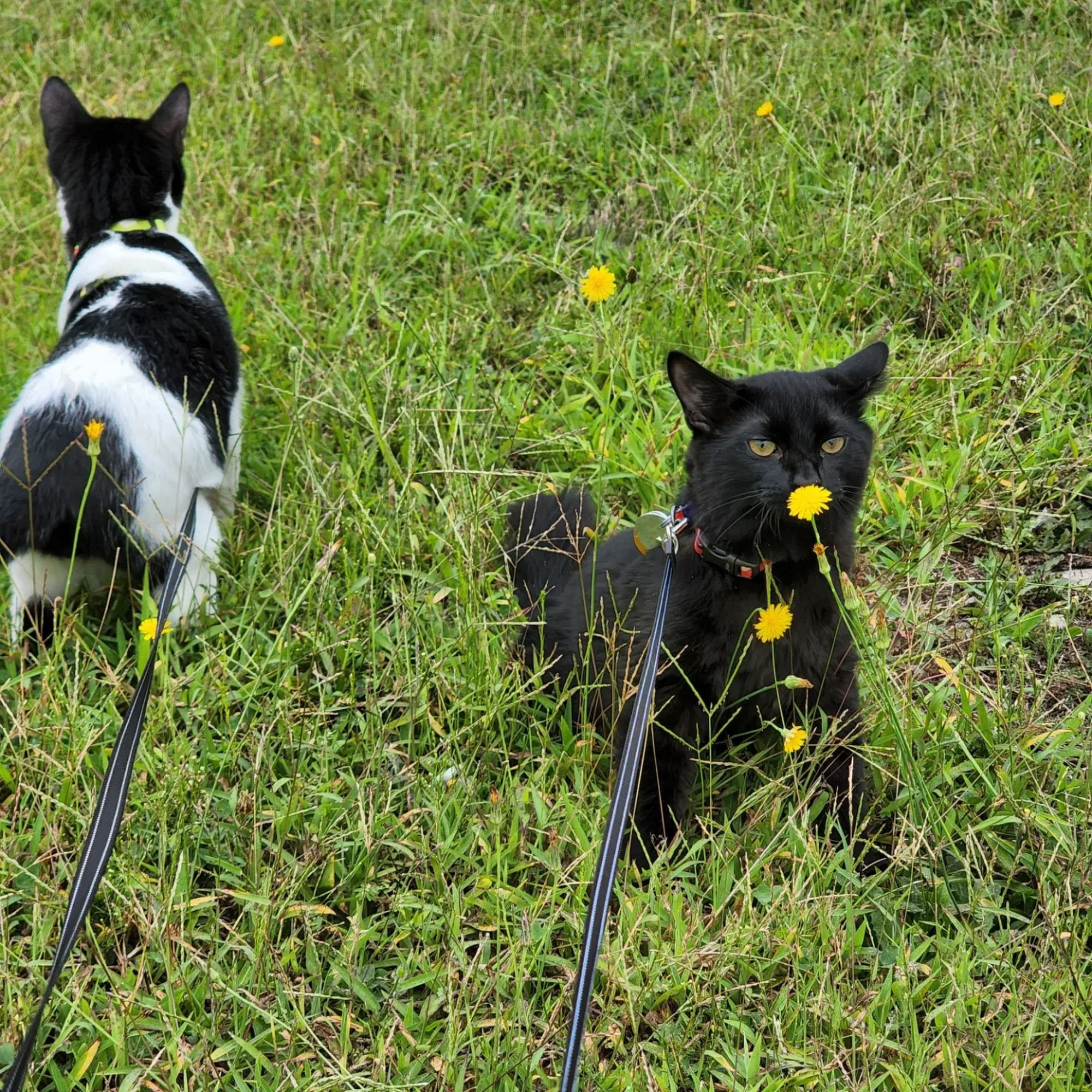 PetsHotel Joliet Joliet