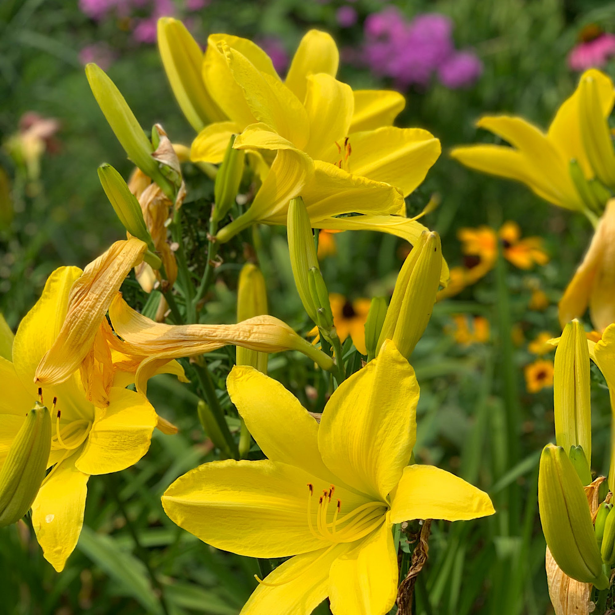 Warren-Sharpe Community Center Joliet