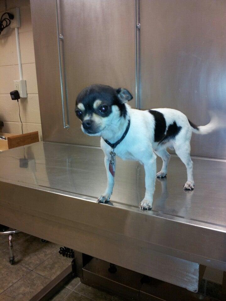 Kankakee Animal Hospital Kankakee