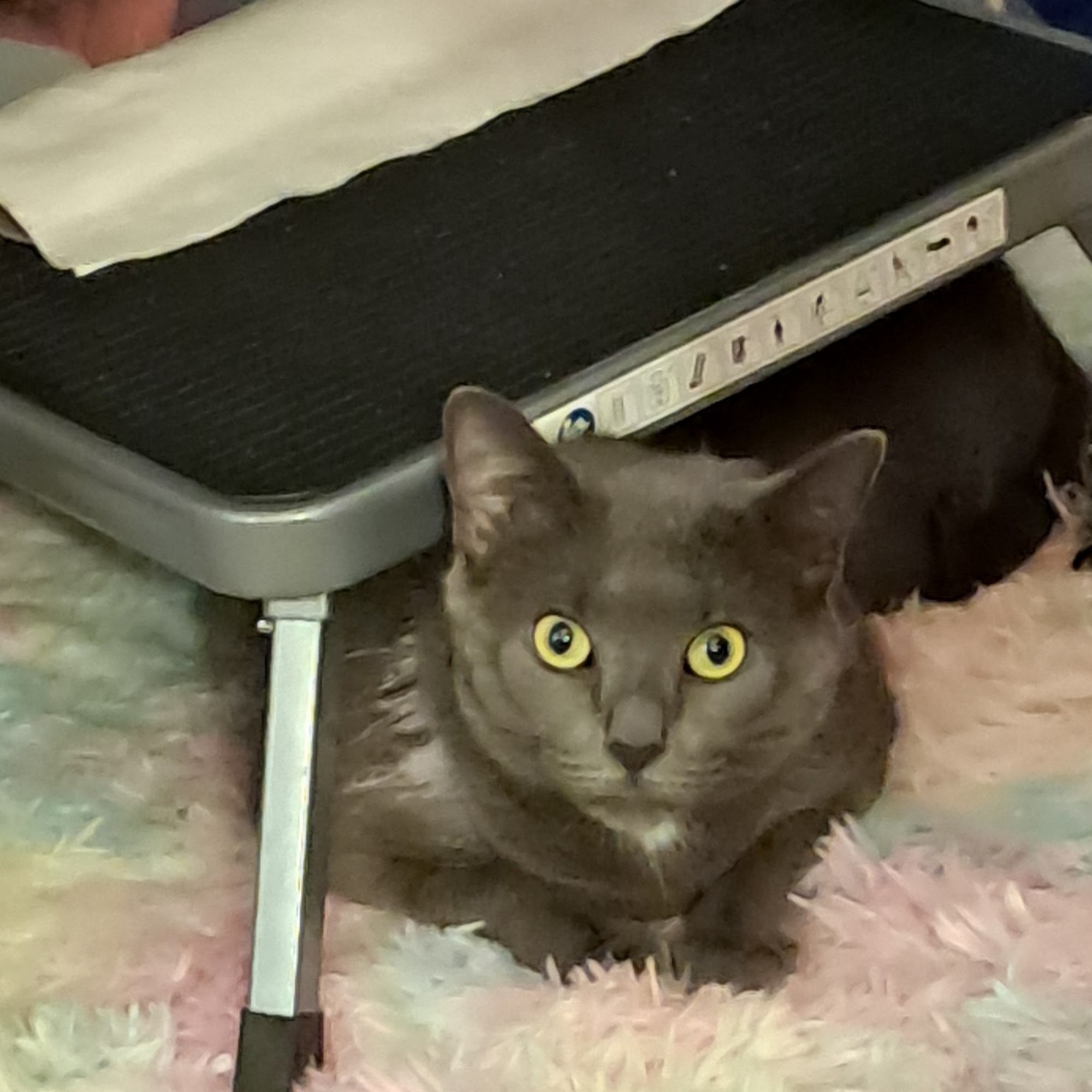 Kankakee Animal Hospital Kankakee