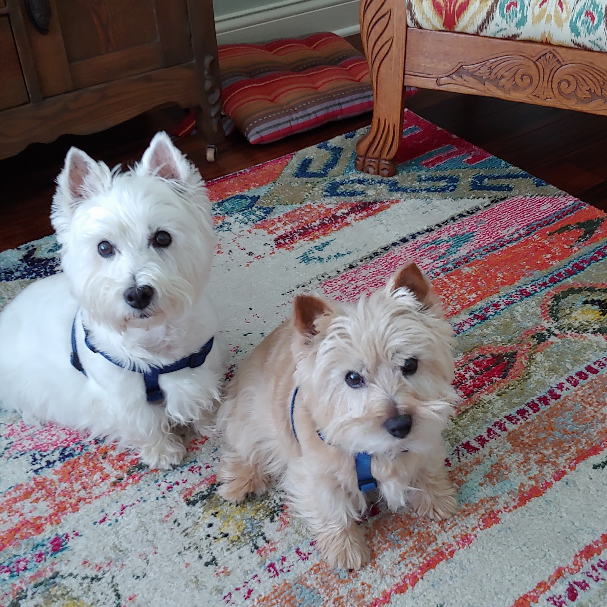 Sterling K9 Grooming Kankakee