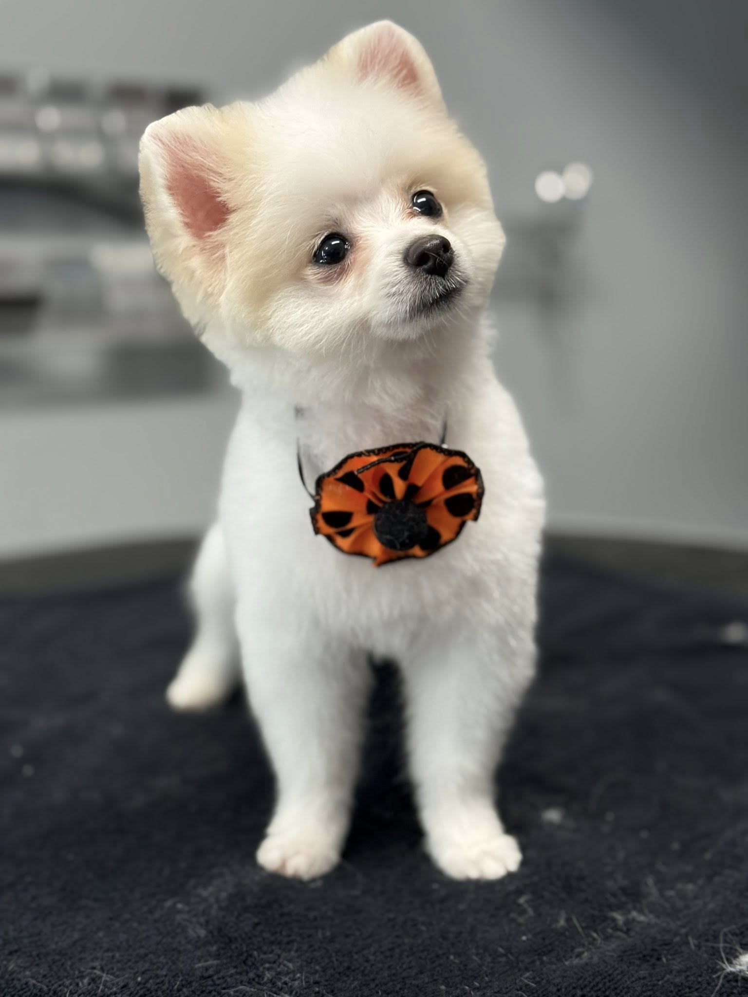 Sterling K9 Grooming Kankakee