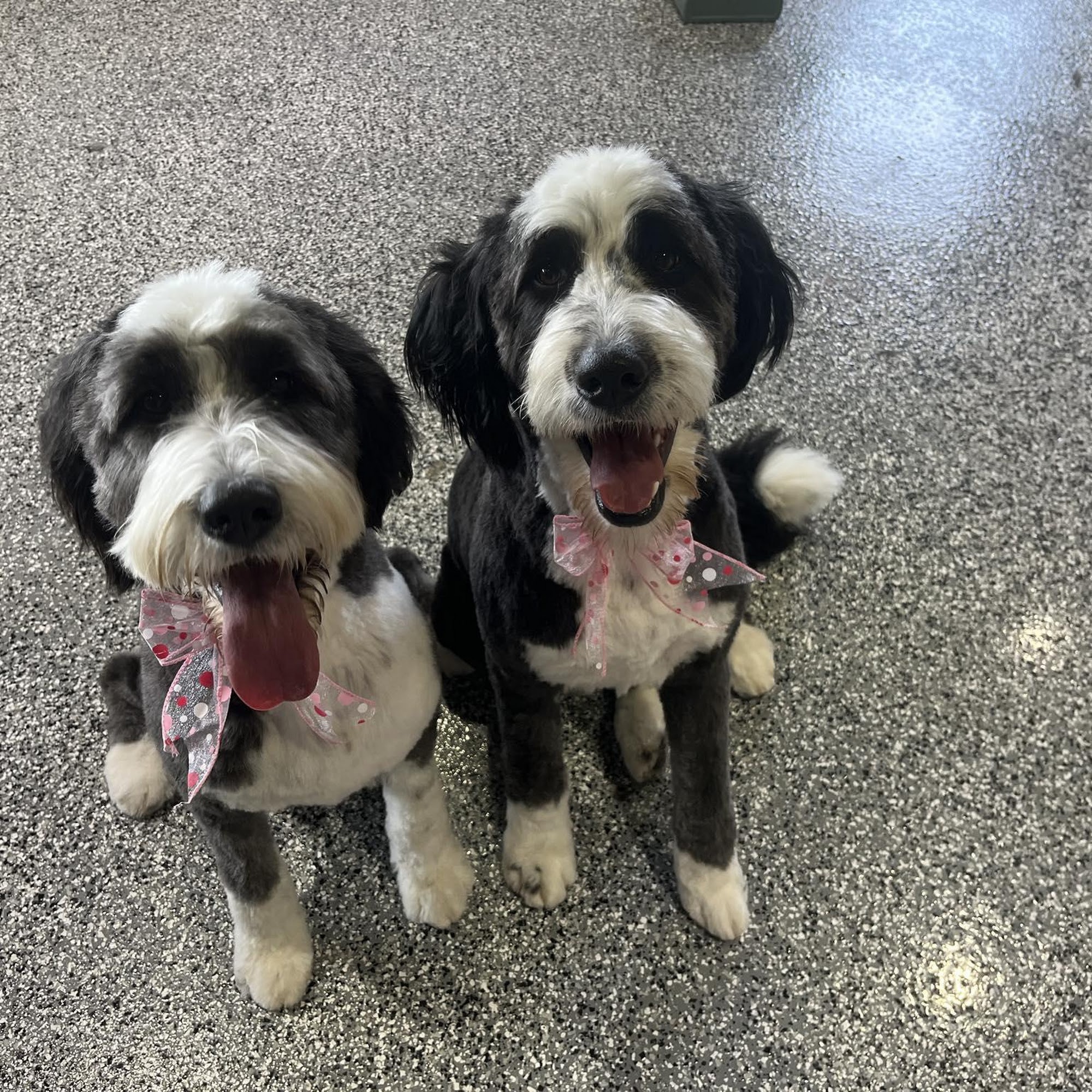 Wags To Riches Grooming
