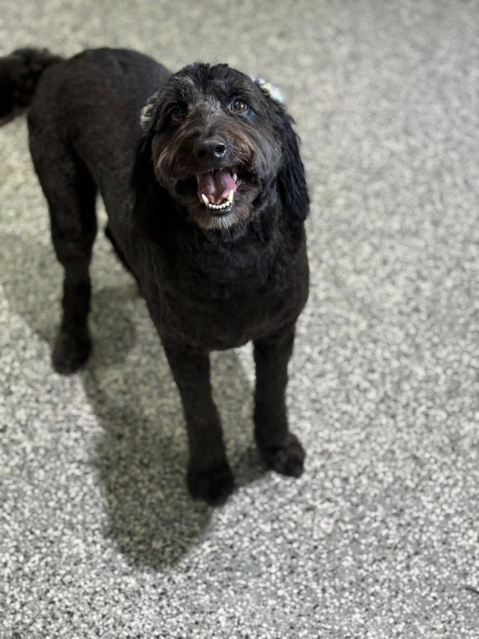 Wags To Riches Grooming Kankakee