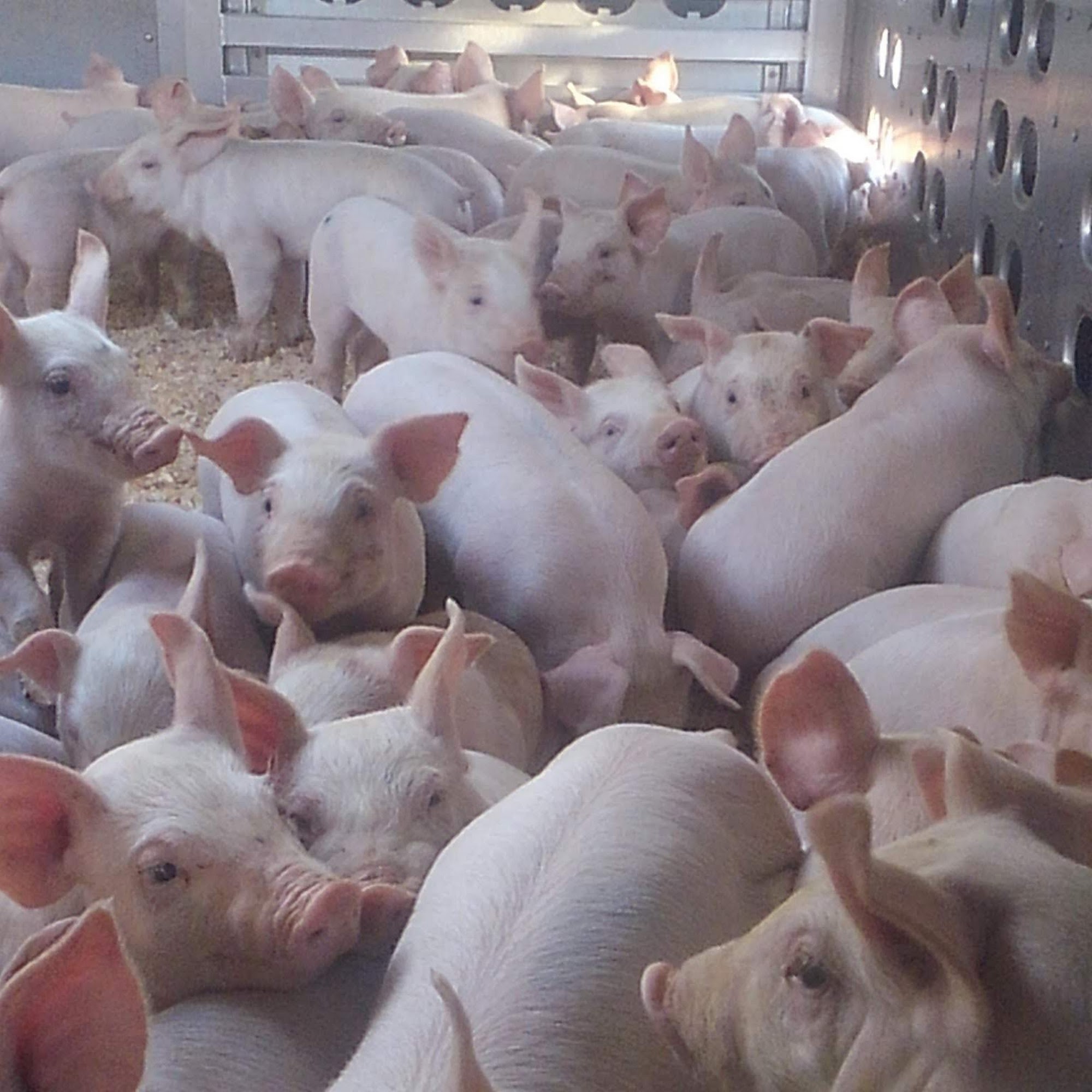 Christensen Farms Midwest Kansas