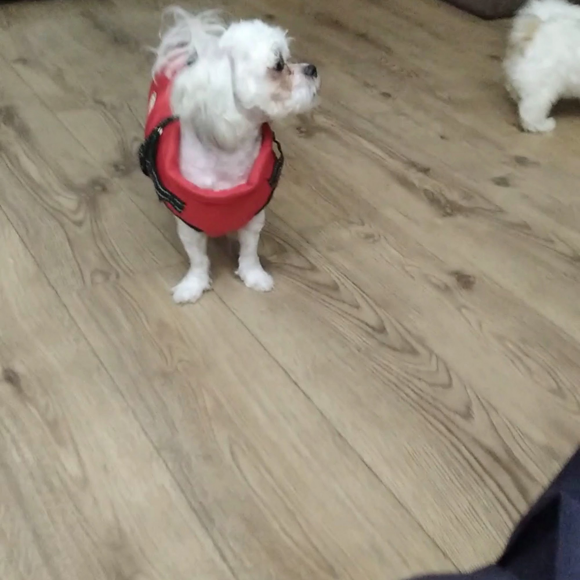 Sauk Trail Animal Hospital Kewanee