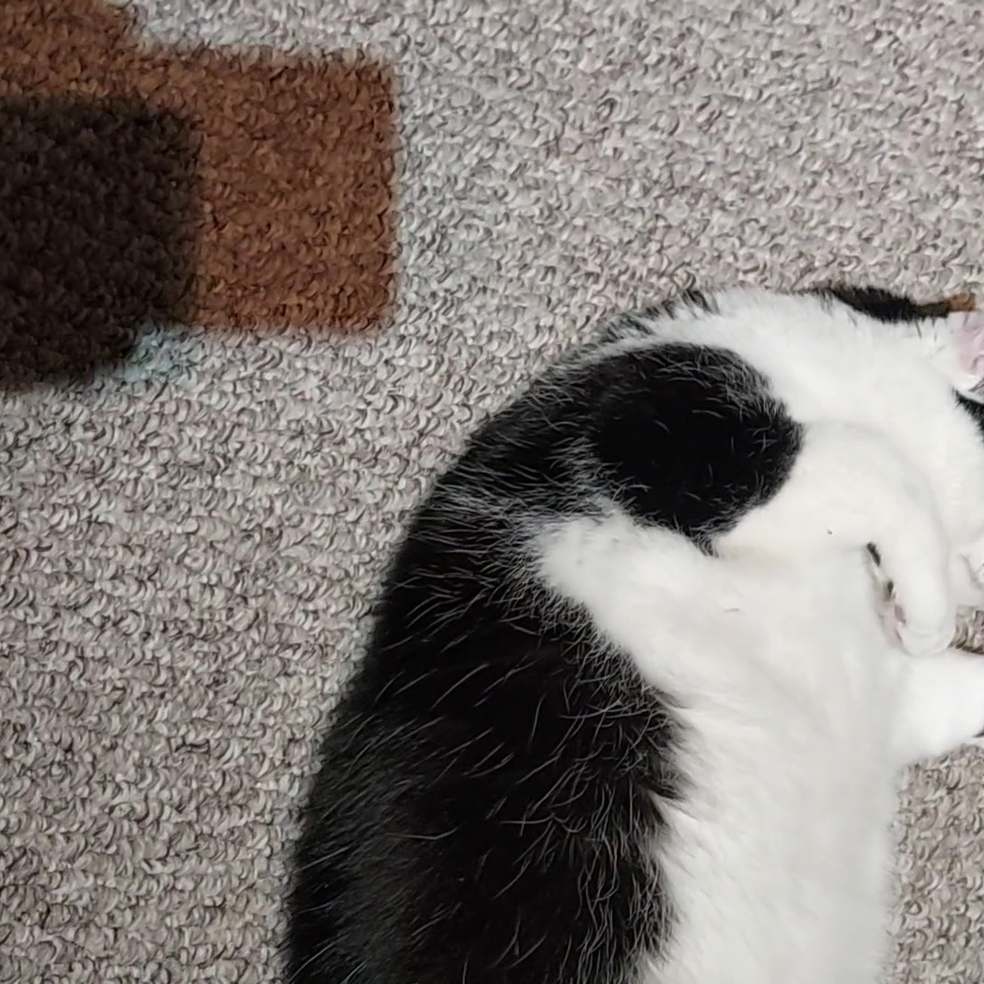 Arbor Animal Hospital La Grange Park