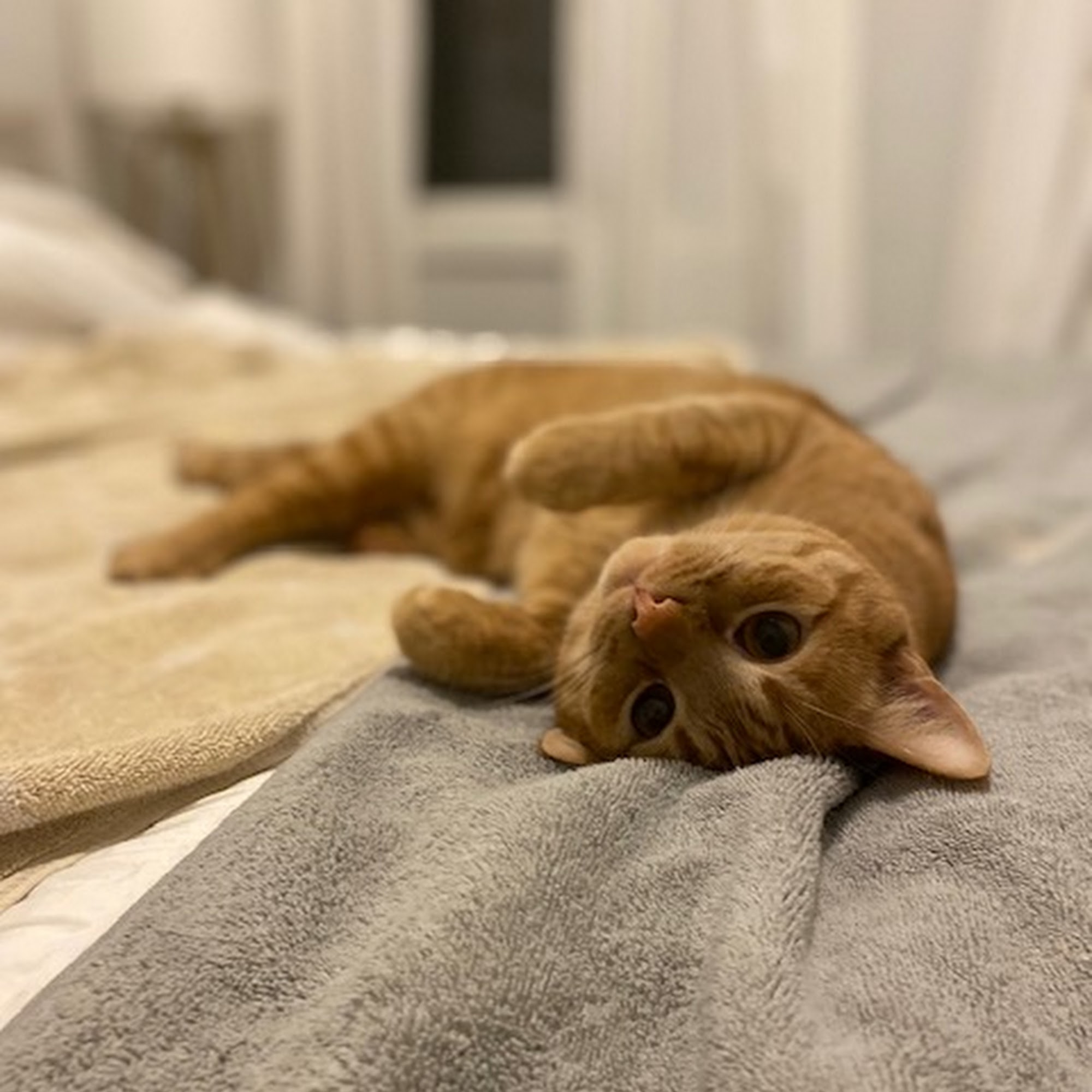 CatNap from the Heart La Grange Park