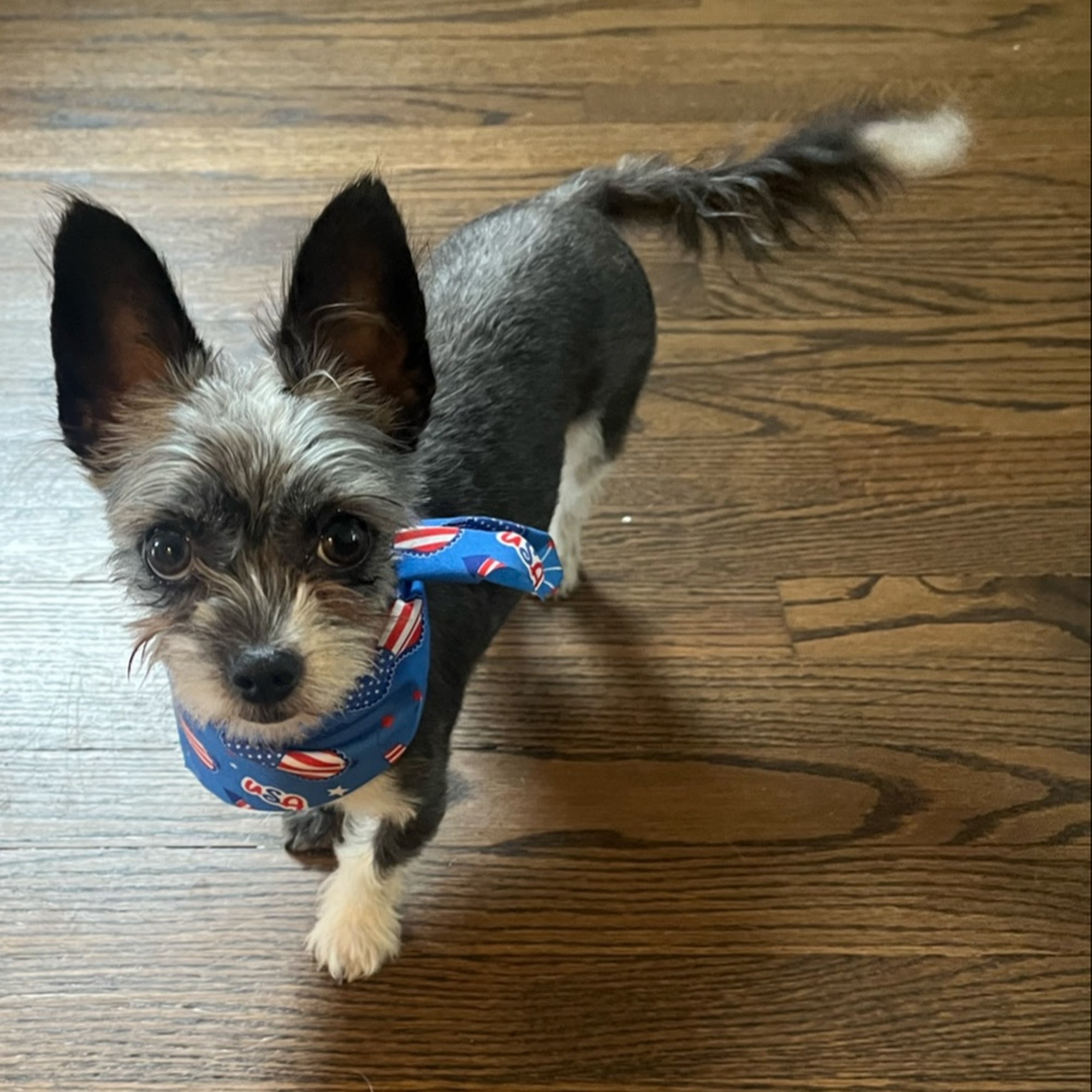 Monica's Superior K-9's La Grange