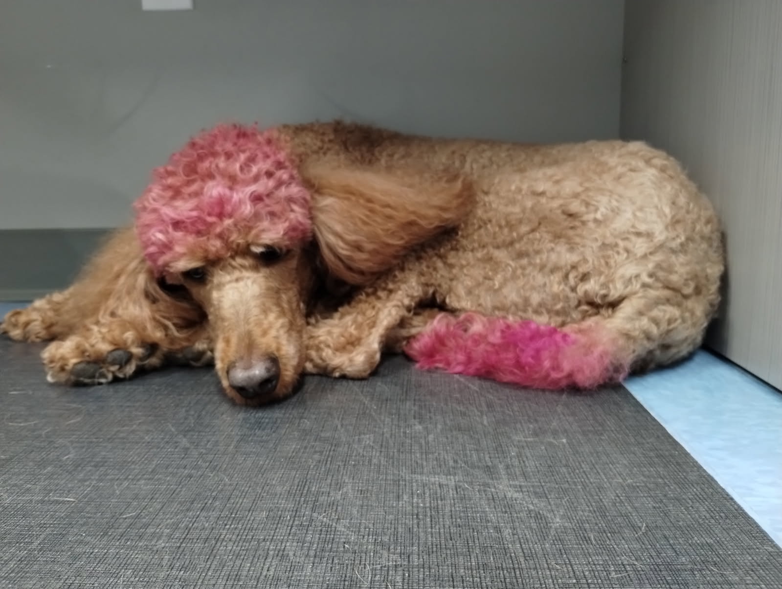 Forest Bluff Animal Hospital Lake Bluff