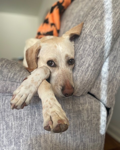 Forest Bluff Animal Hospital Lake Bluff