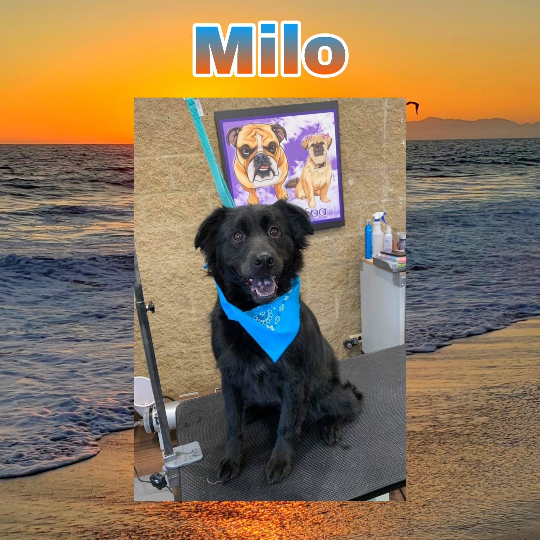 Furrari Pet Spa Ltd Lake Bluff