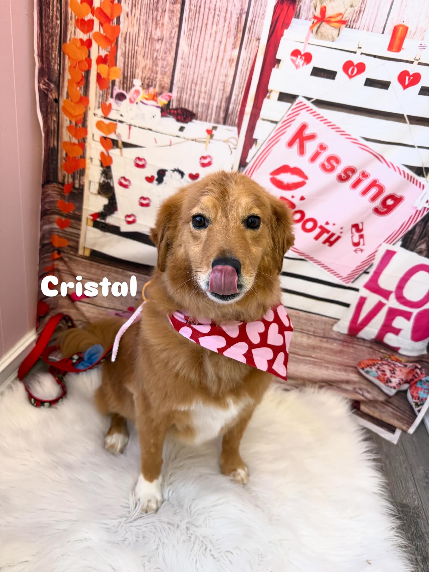 Posh Paws of Lake Bluff Lake Bluff