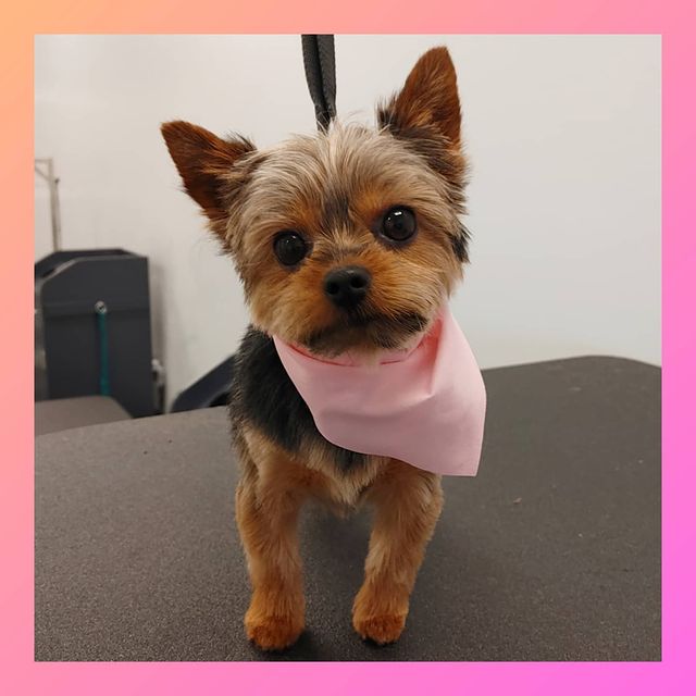 Bubble Paws Inc. Lake in the Hills