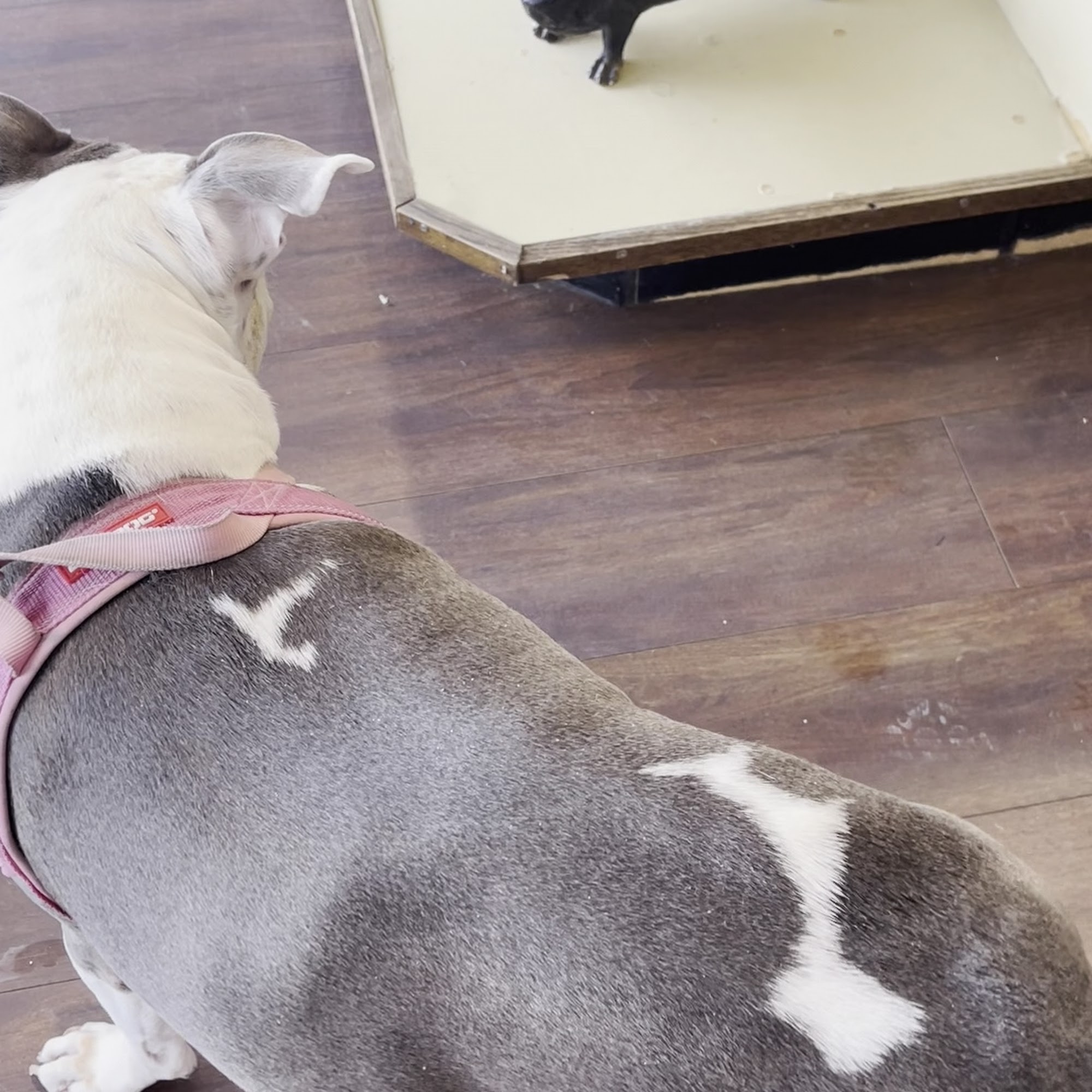 Animal Medical Center of Lake Villa Lake Villa