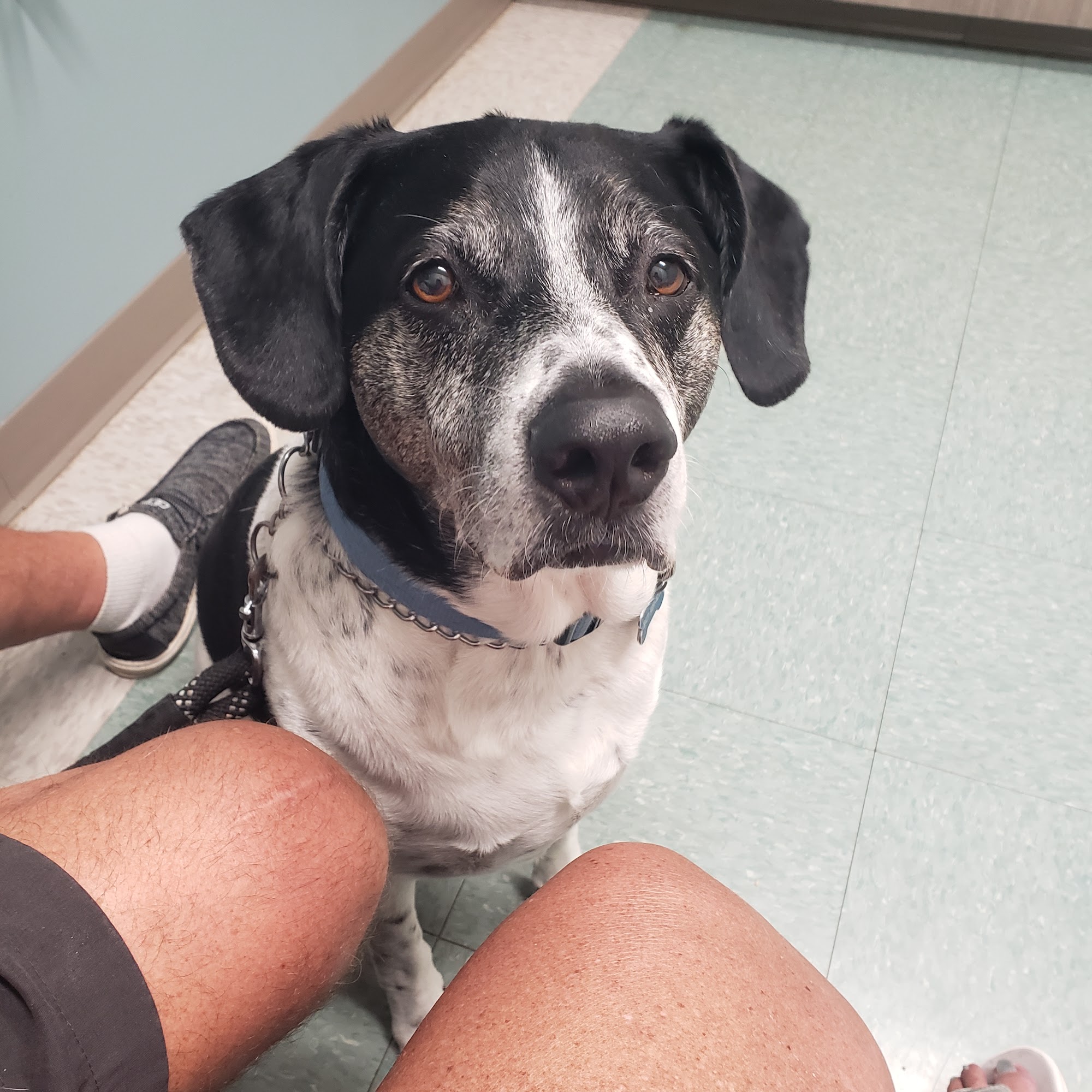 Animal Hospital of Lake Villa Lake Villa