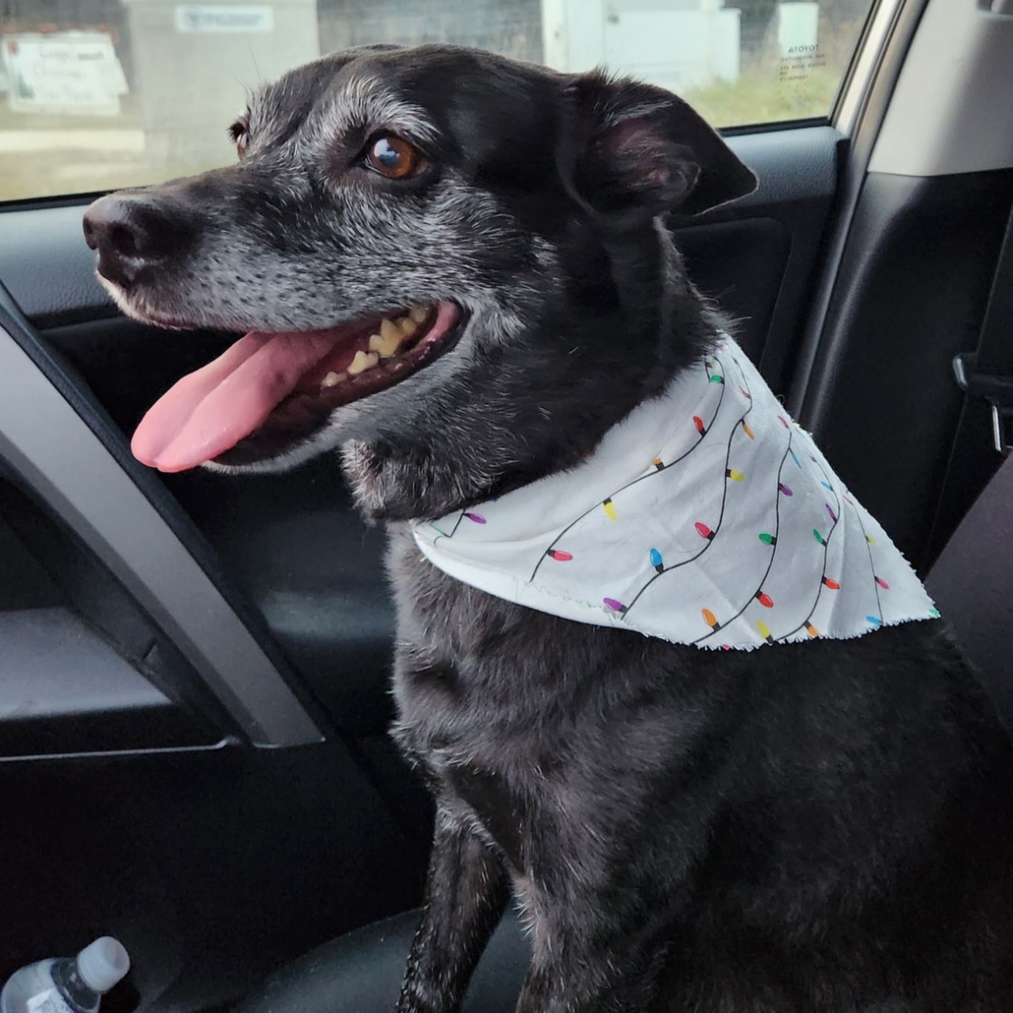 Melissa's Passion for Paws Lake Villa