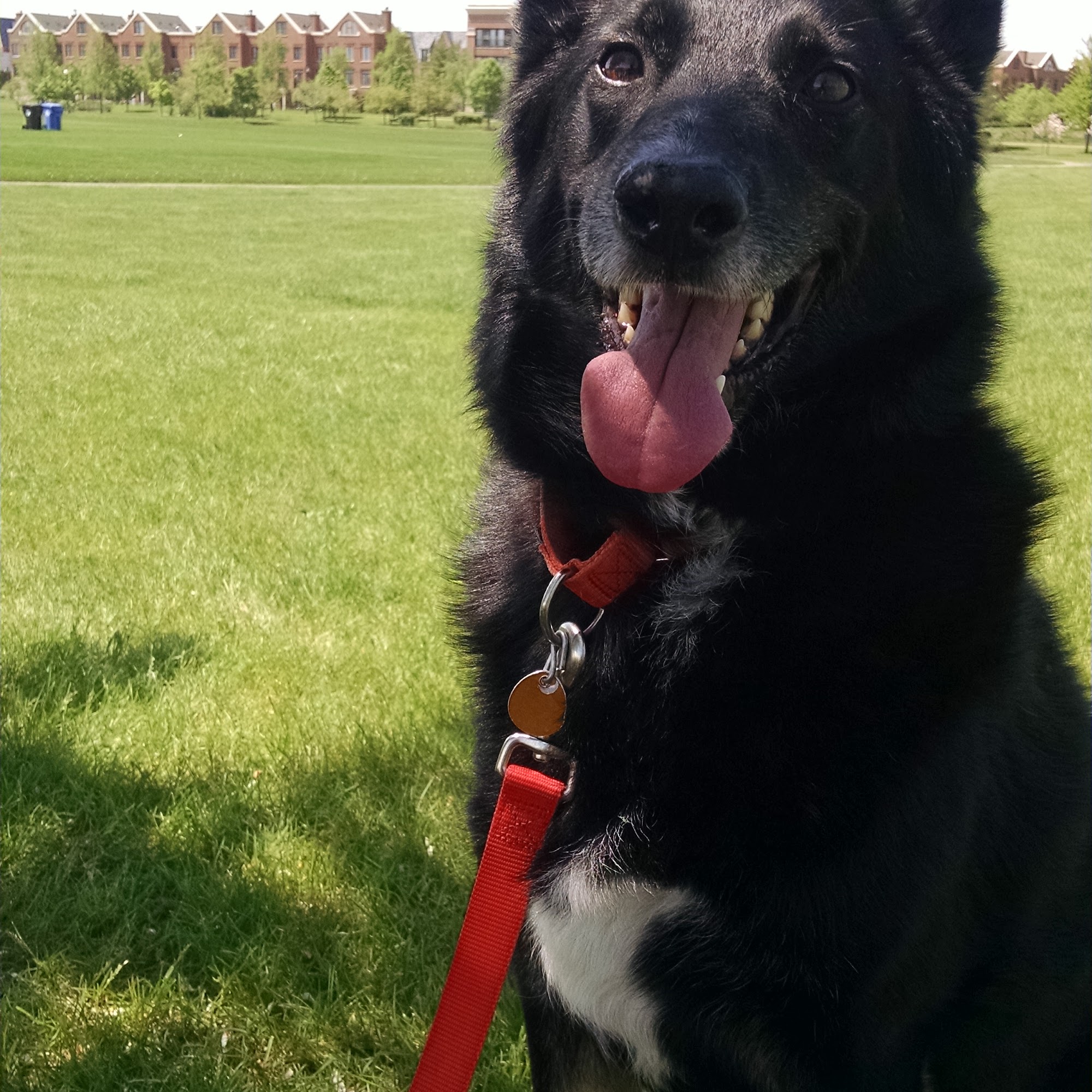 All Creatures Animal Hospital Lake Zurich