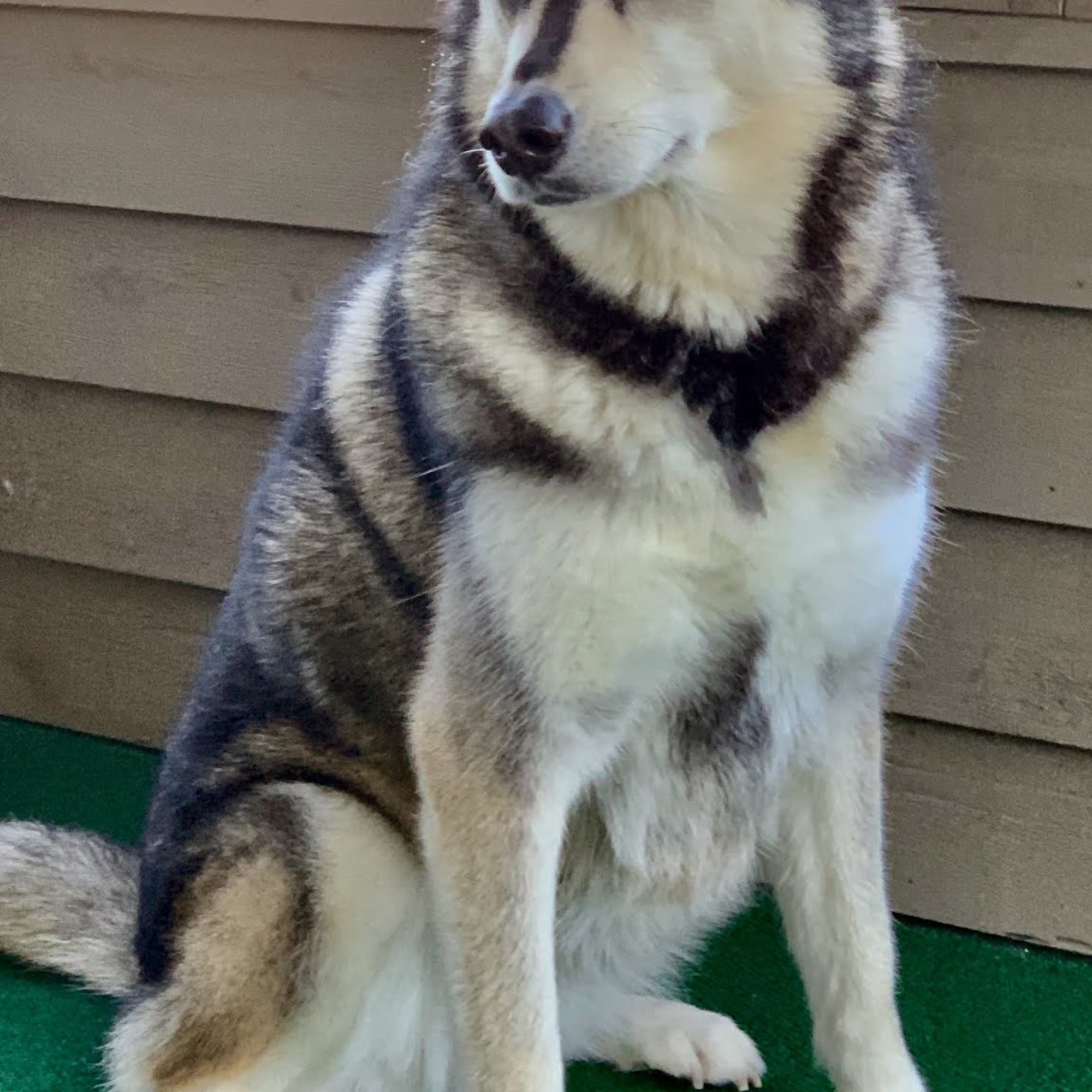 Shaggy Paws Pet Grooming Lake Zurich