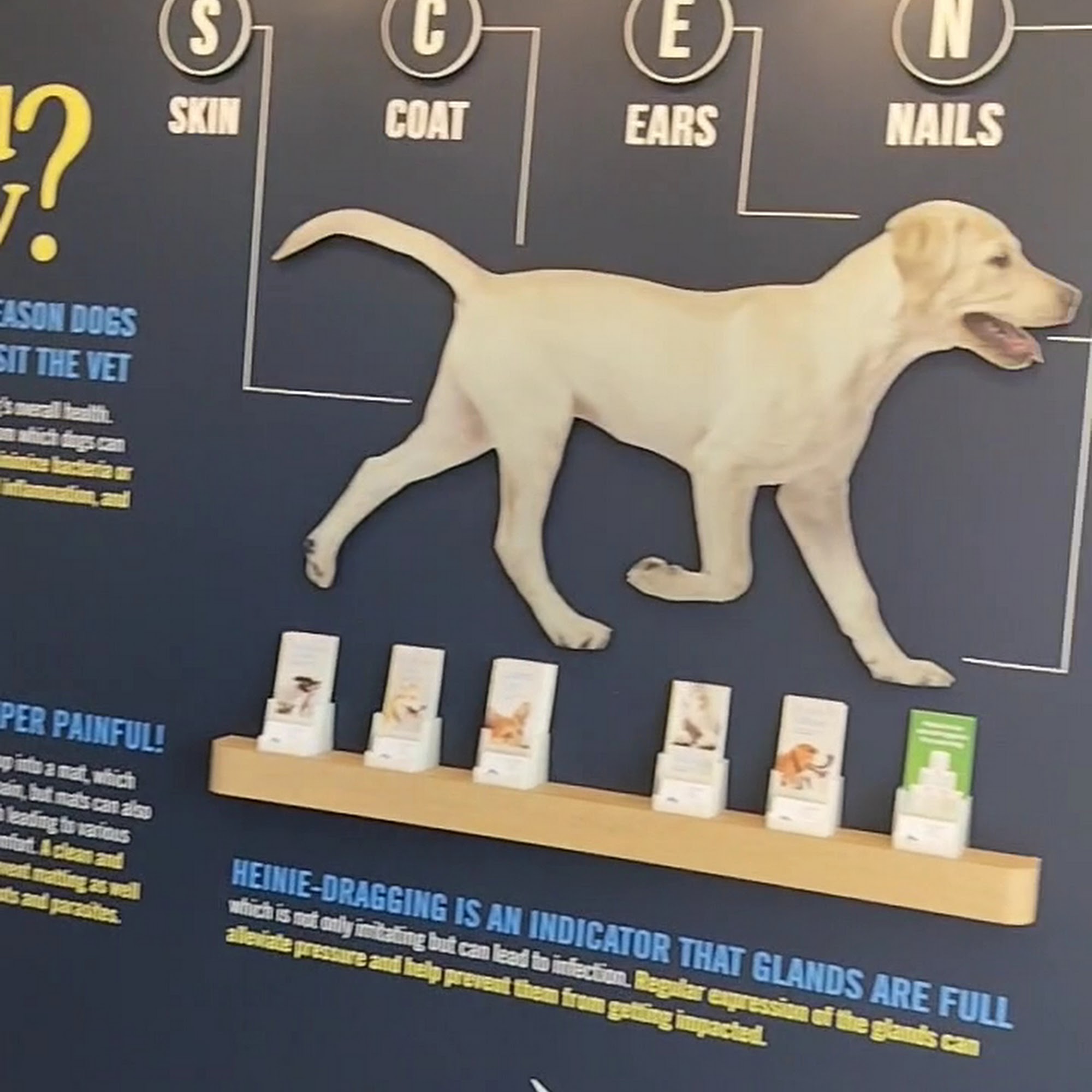 Scenthound Lake Zurich Lake Zurich