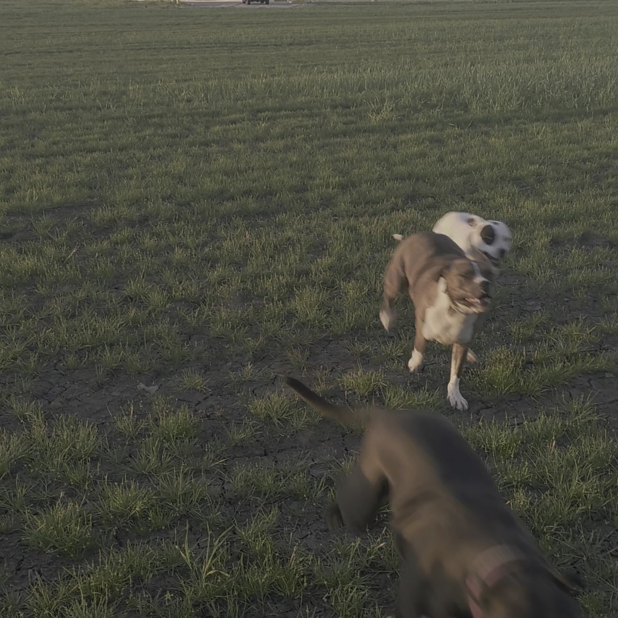 Ridge Animal Clinic Lansing