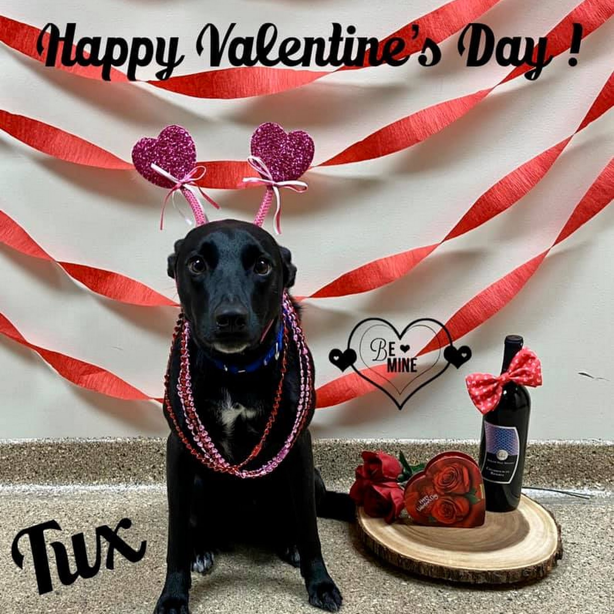 Ancare Veterinary Hospital LaSalle