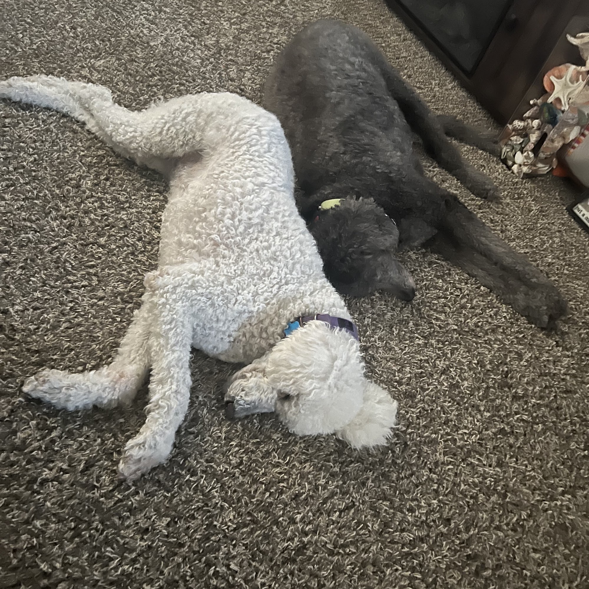 Animal Clinic of Lawrenceville Lawrenceville