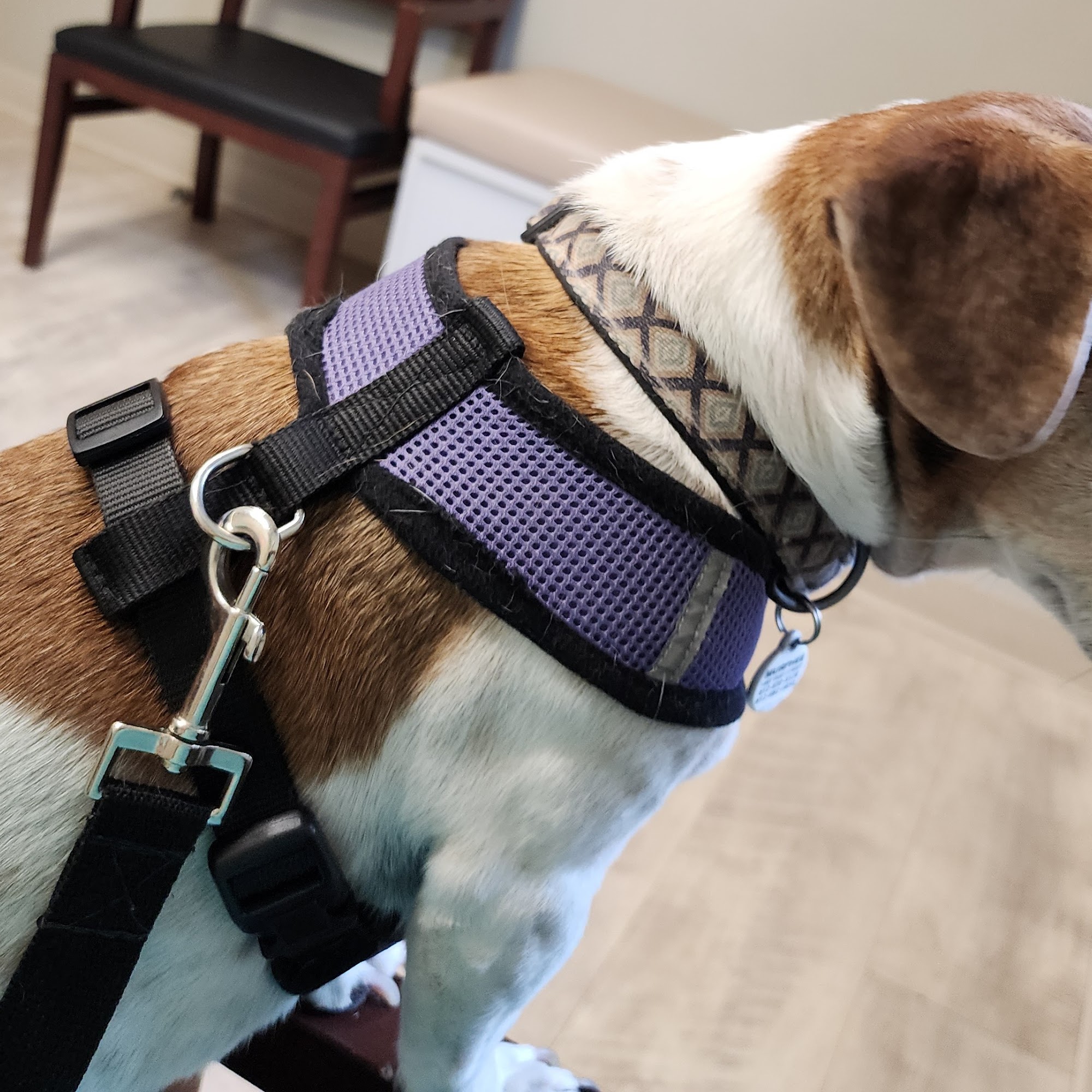 Lawrence County Animal Hospital Lawrenceville