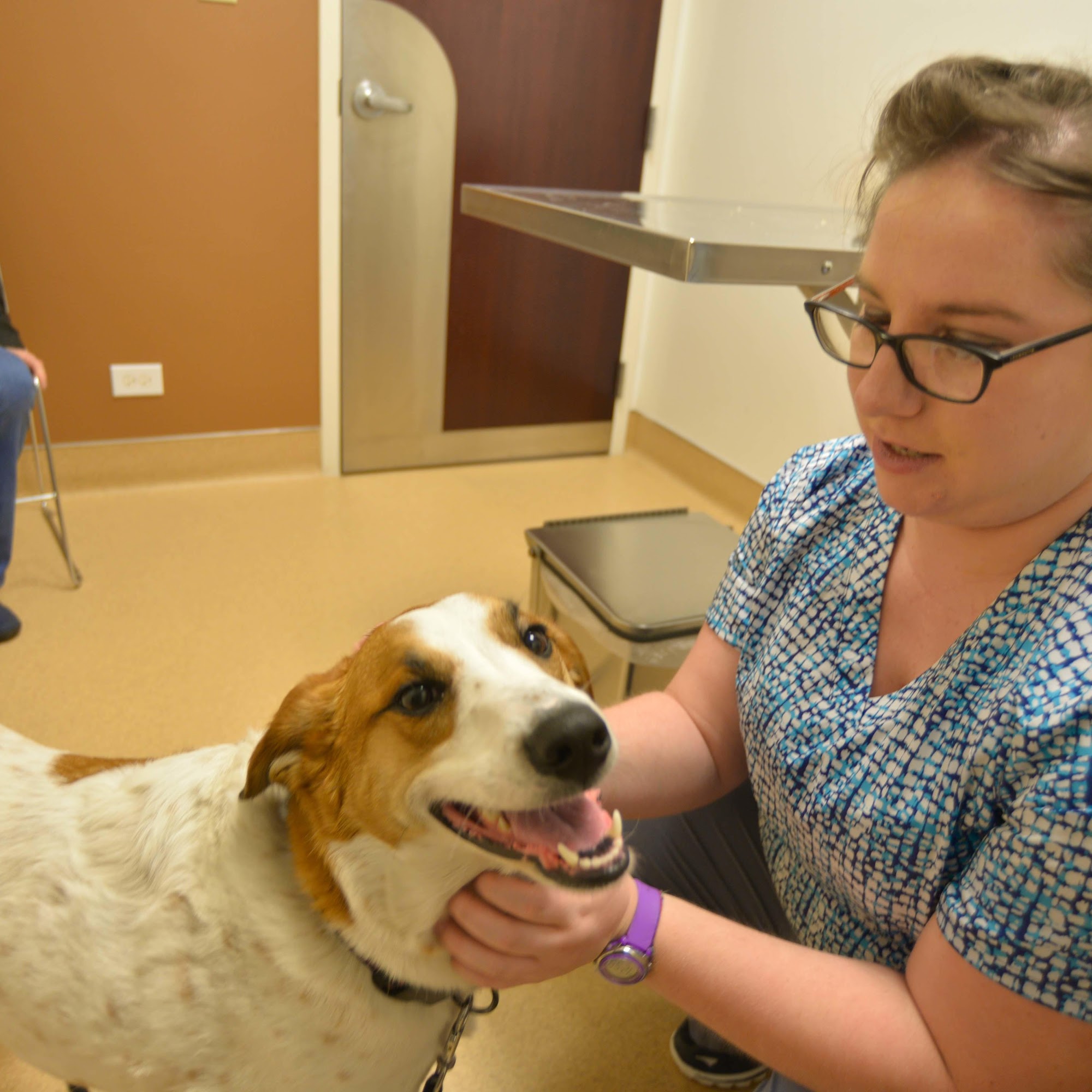 Archer Veterinary Clinic Lemont