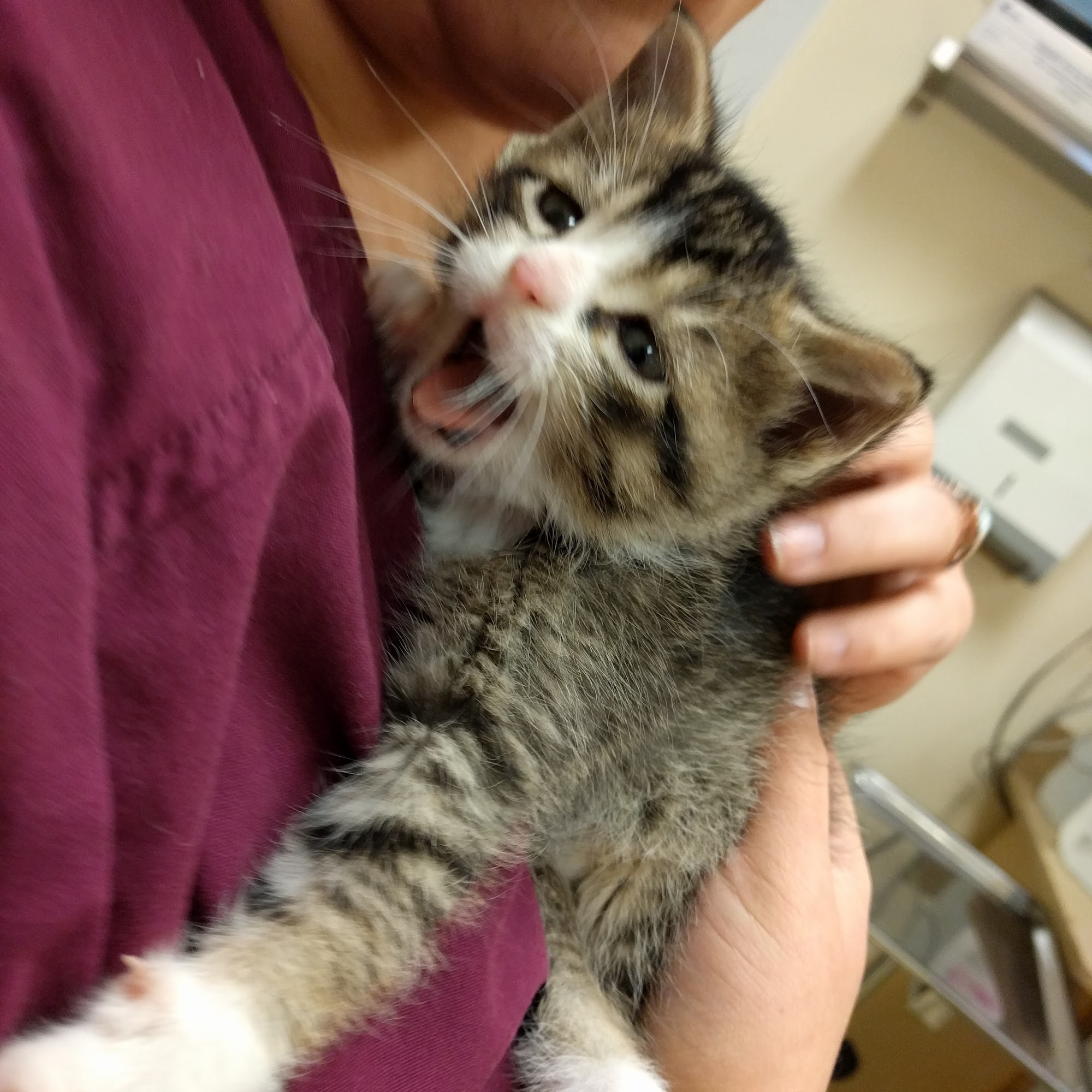 Ruth Helen Wolf Animal Clinic and Hospital Libertyville