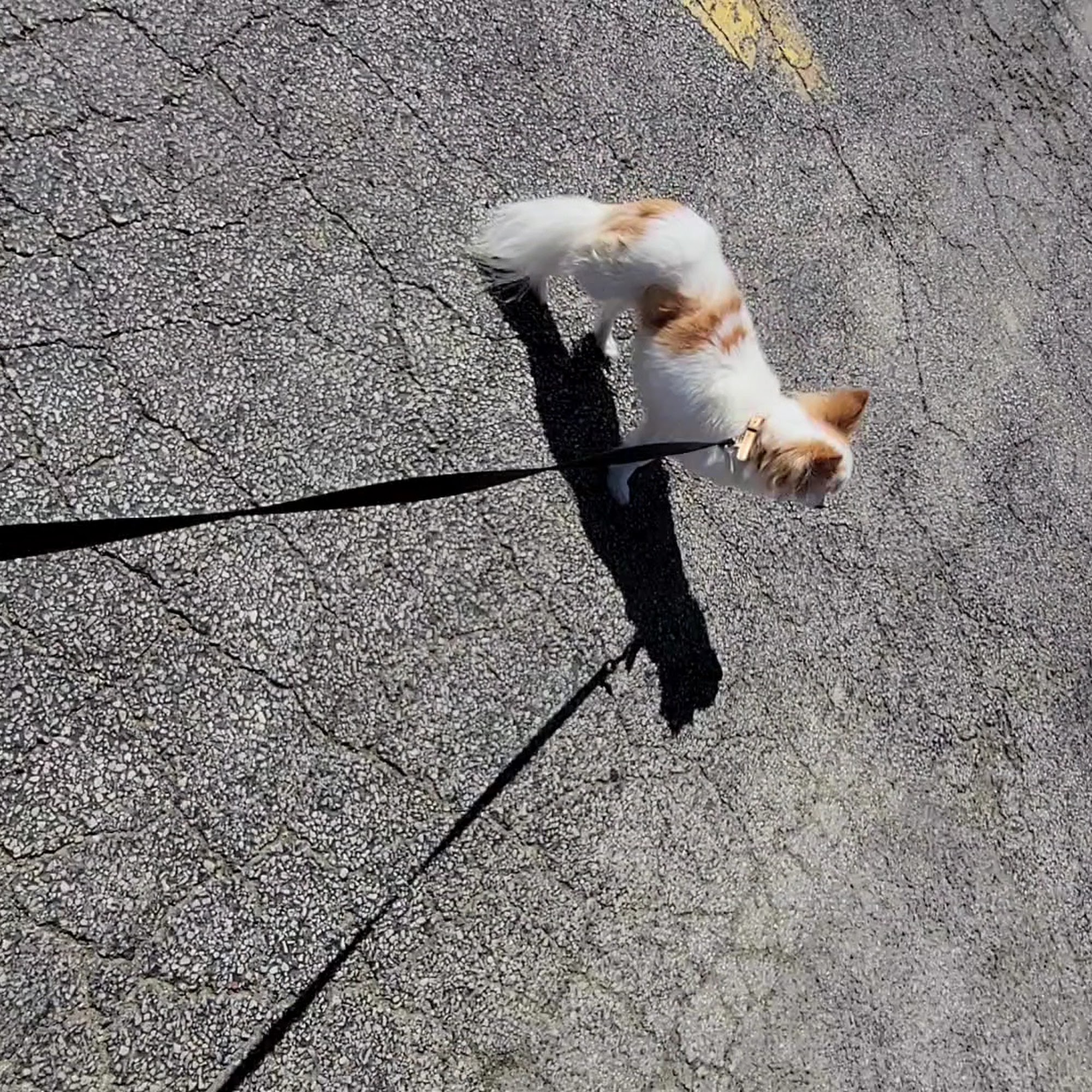 Walter P. Dzien, DVM Libertyville