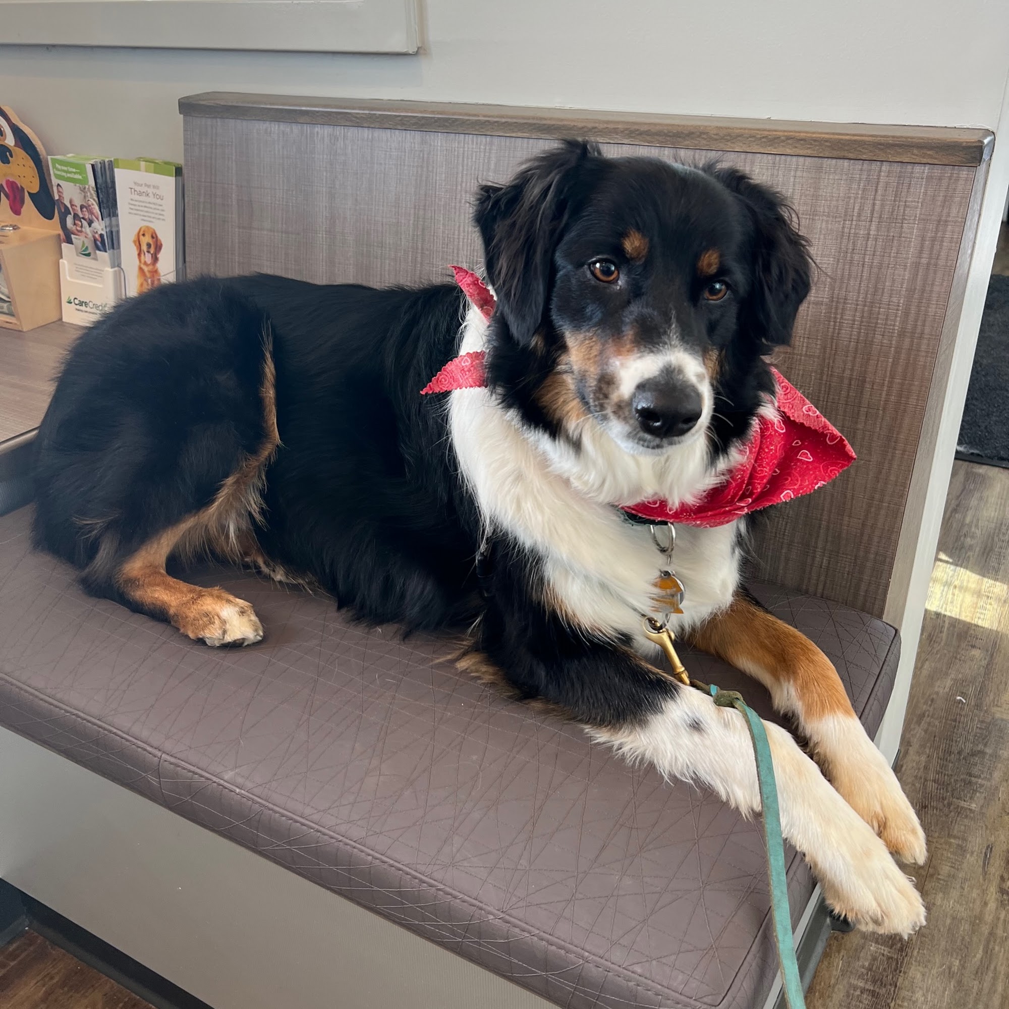 Care Animal Hospital of Libertyville Libertyville