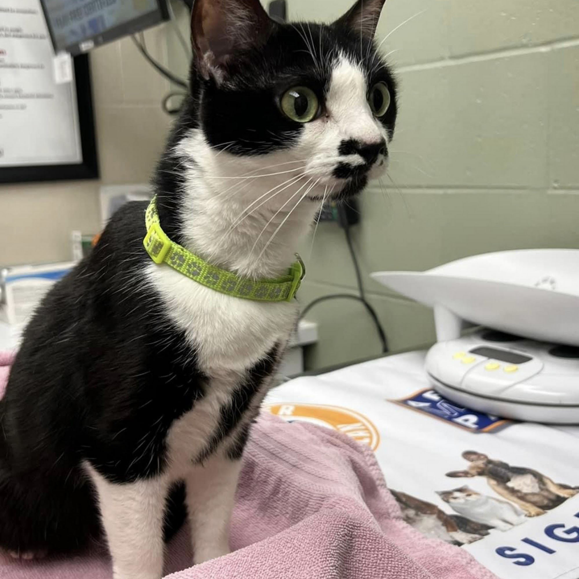 Green Prairie Animal Hospitals Lincoln