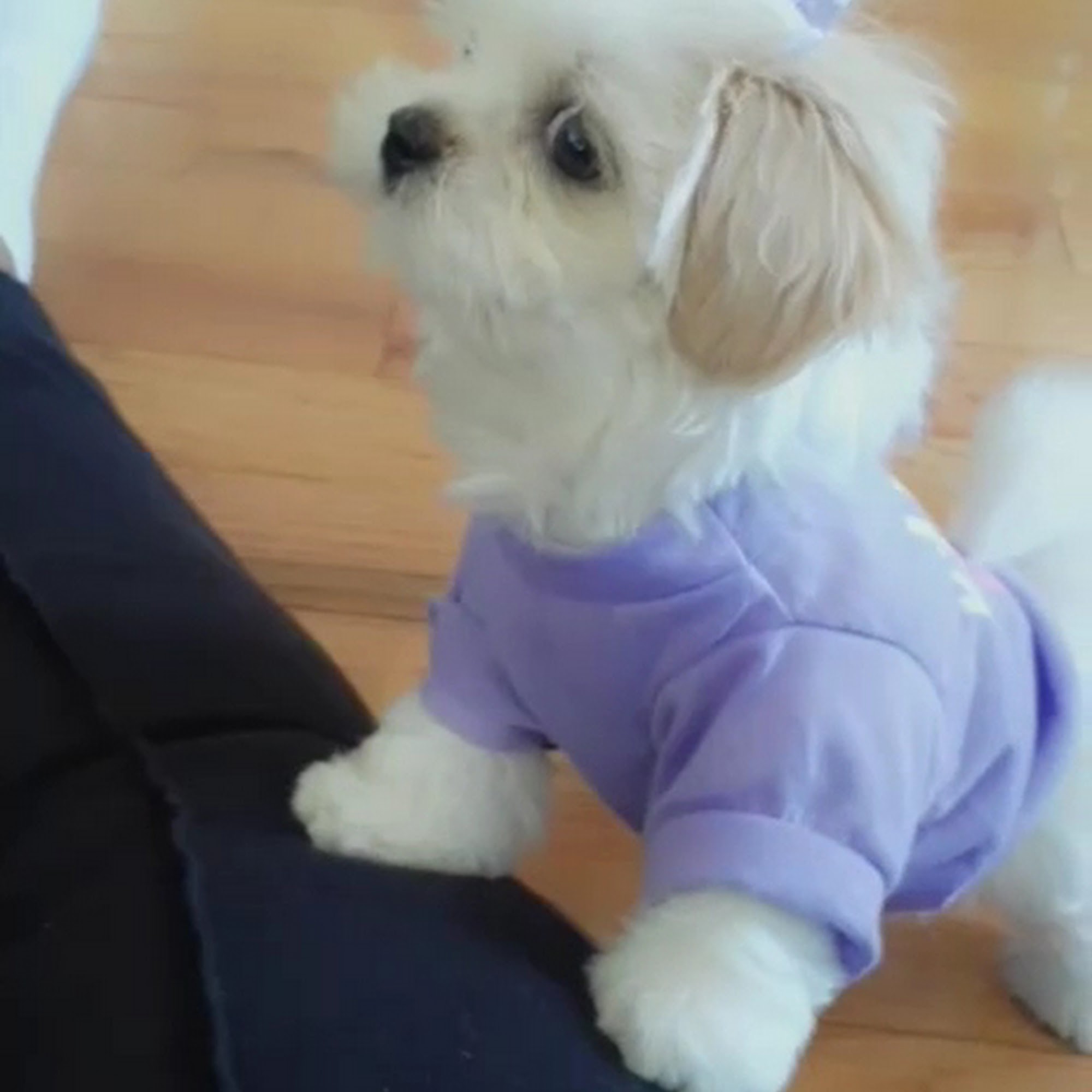 Spay Illinois Pet Well Clinic Lisle