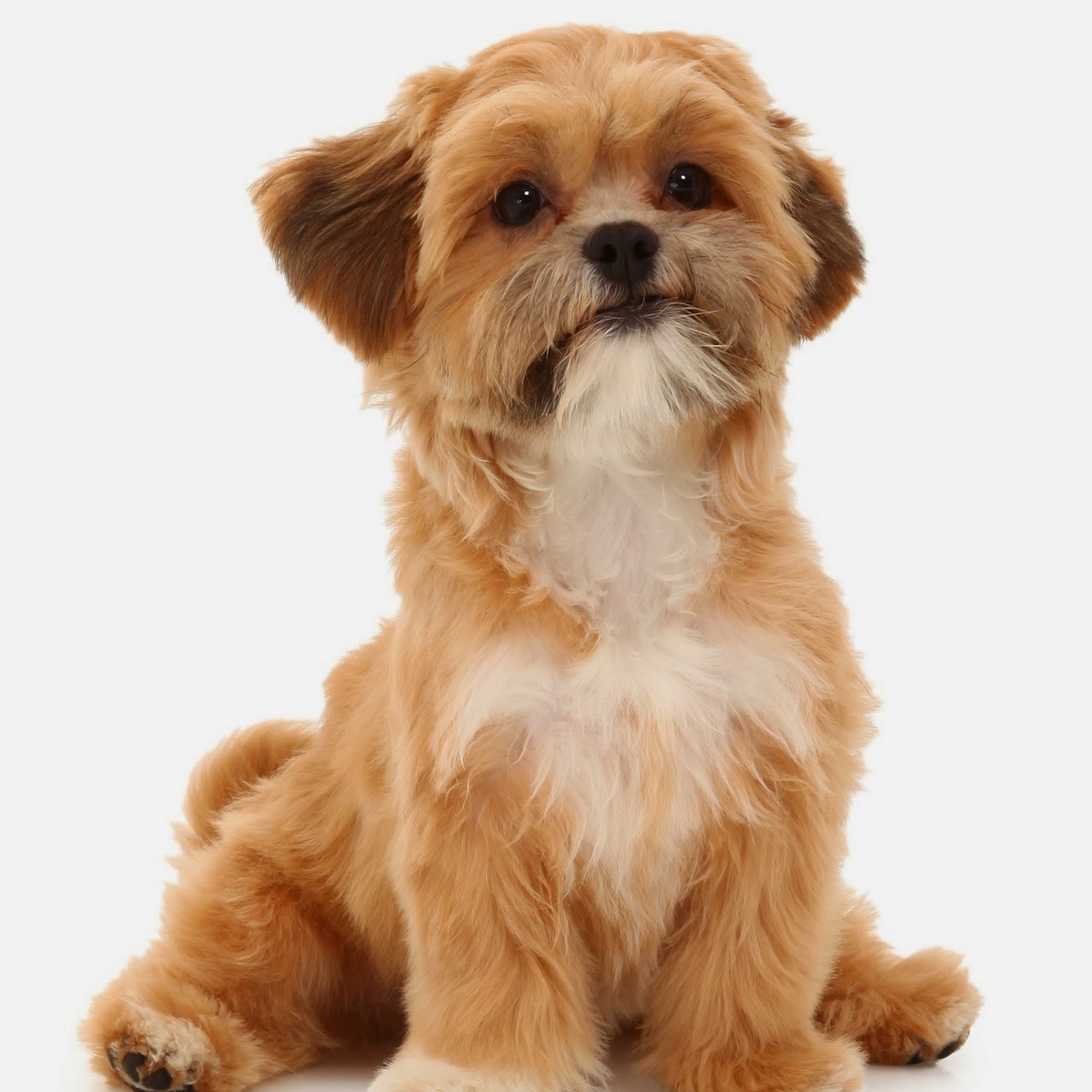 Green Trails Animal Clinic Lisle